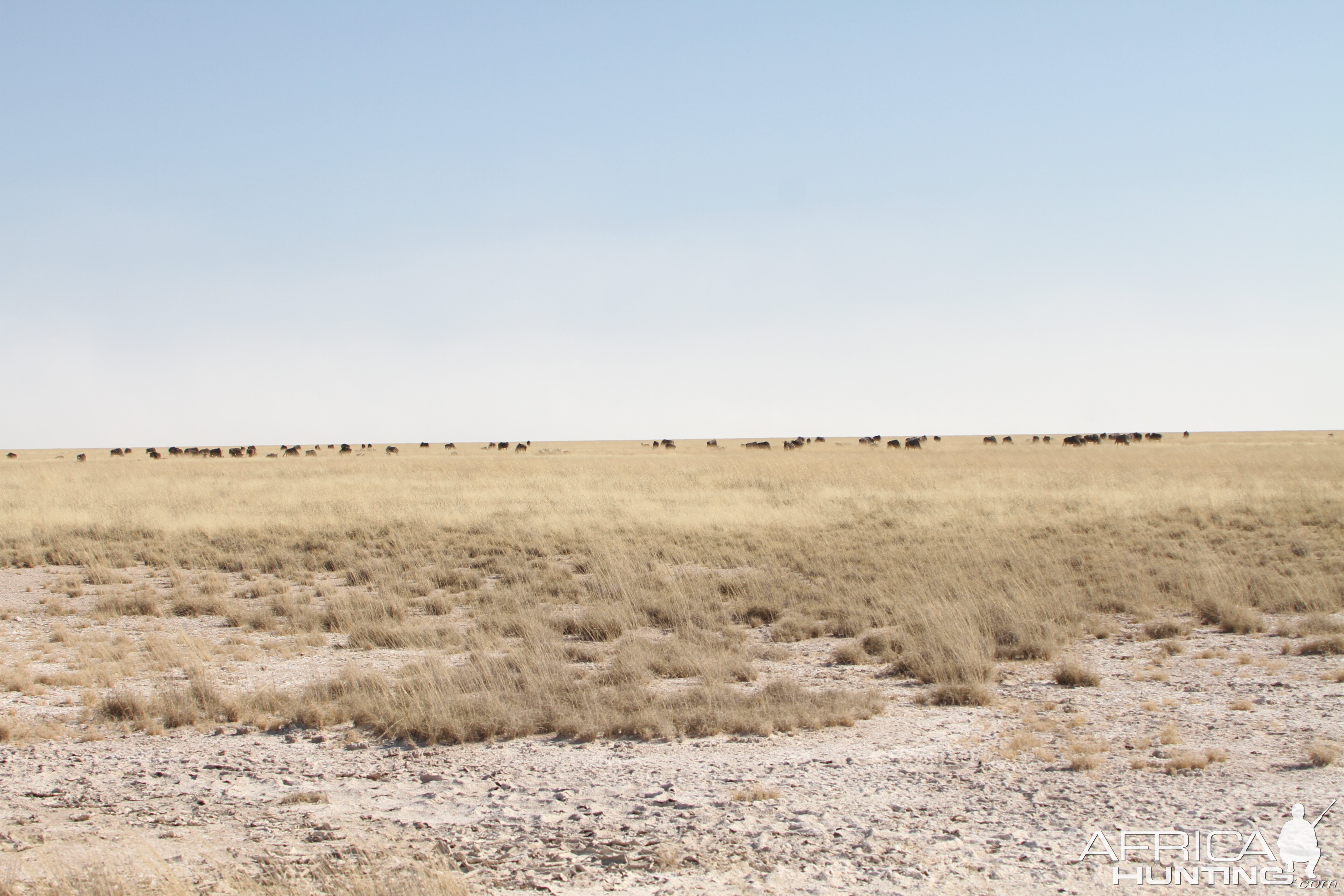 Etosha National Park