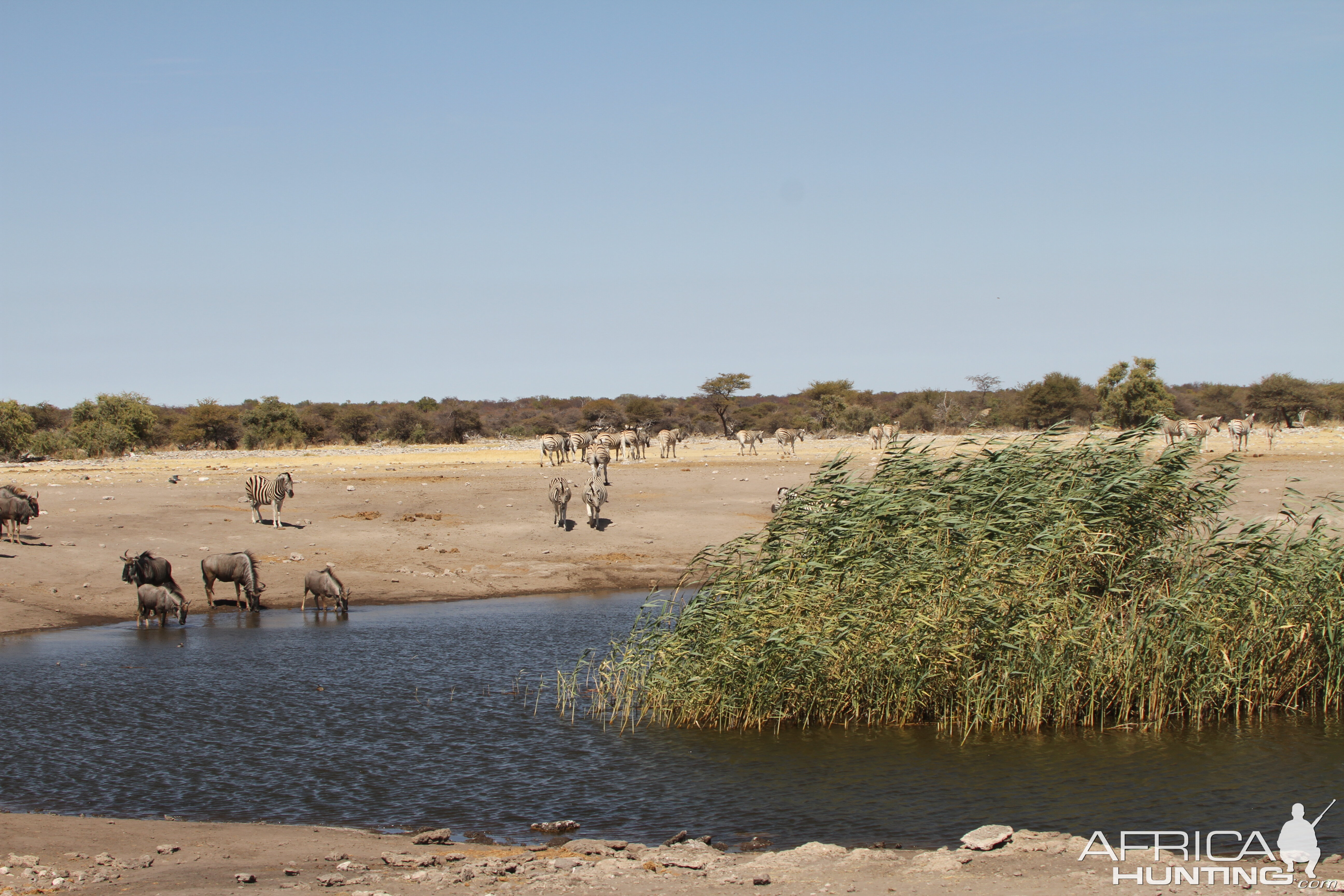 Etosha National Park