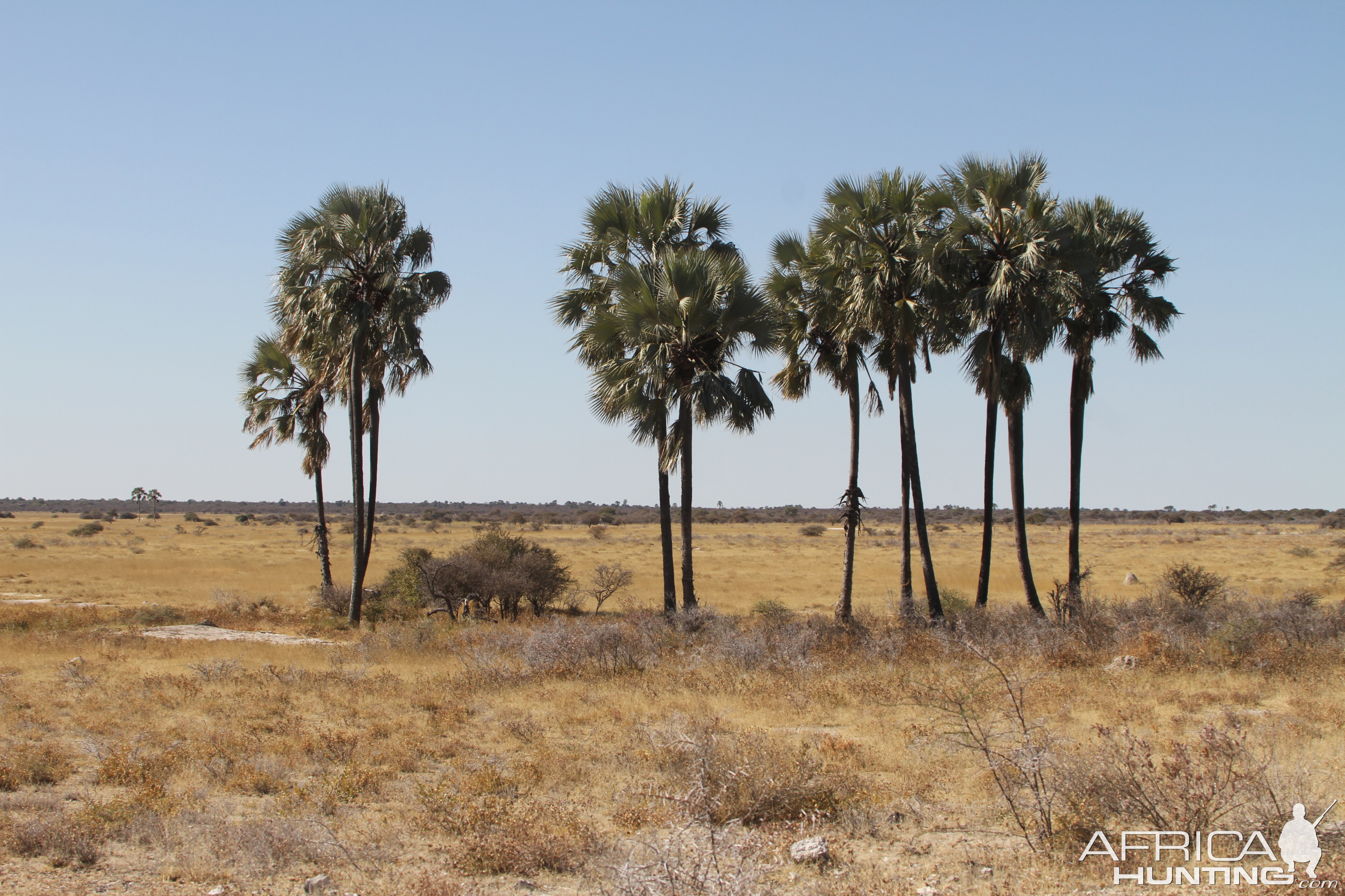 Etosha National Park