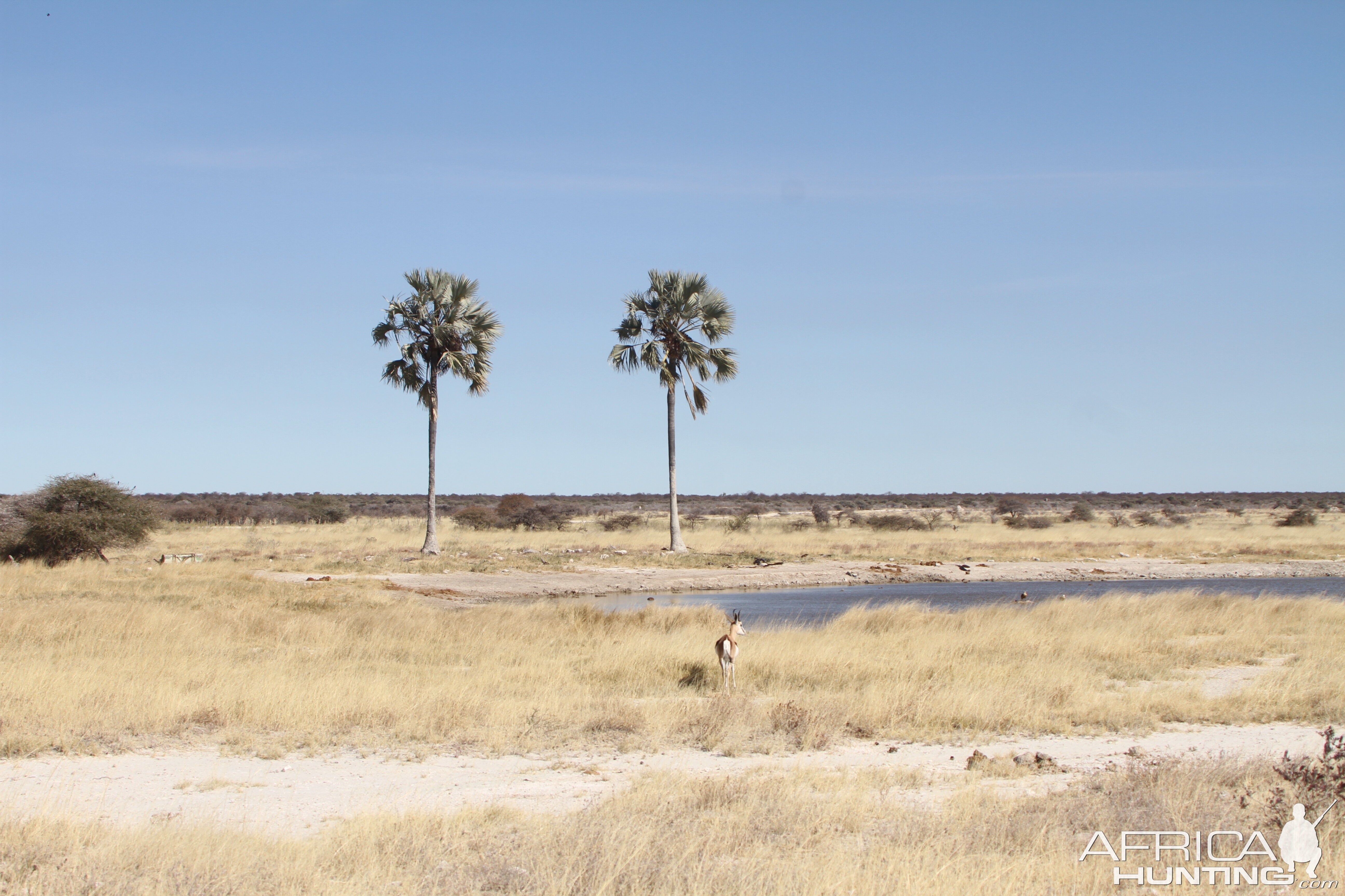 Etosha National Park