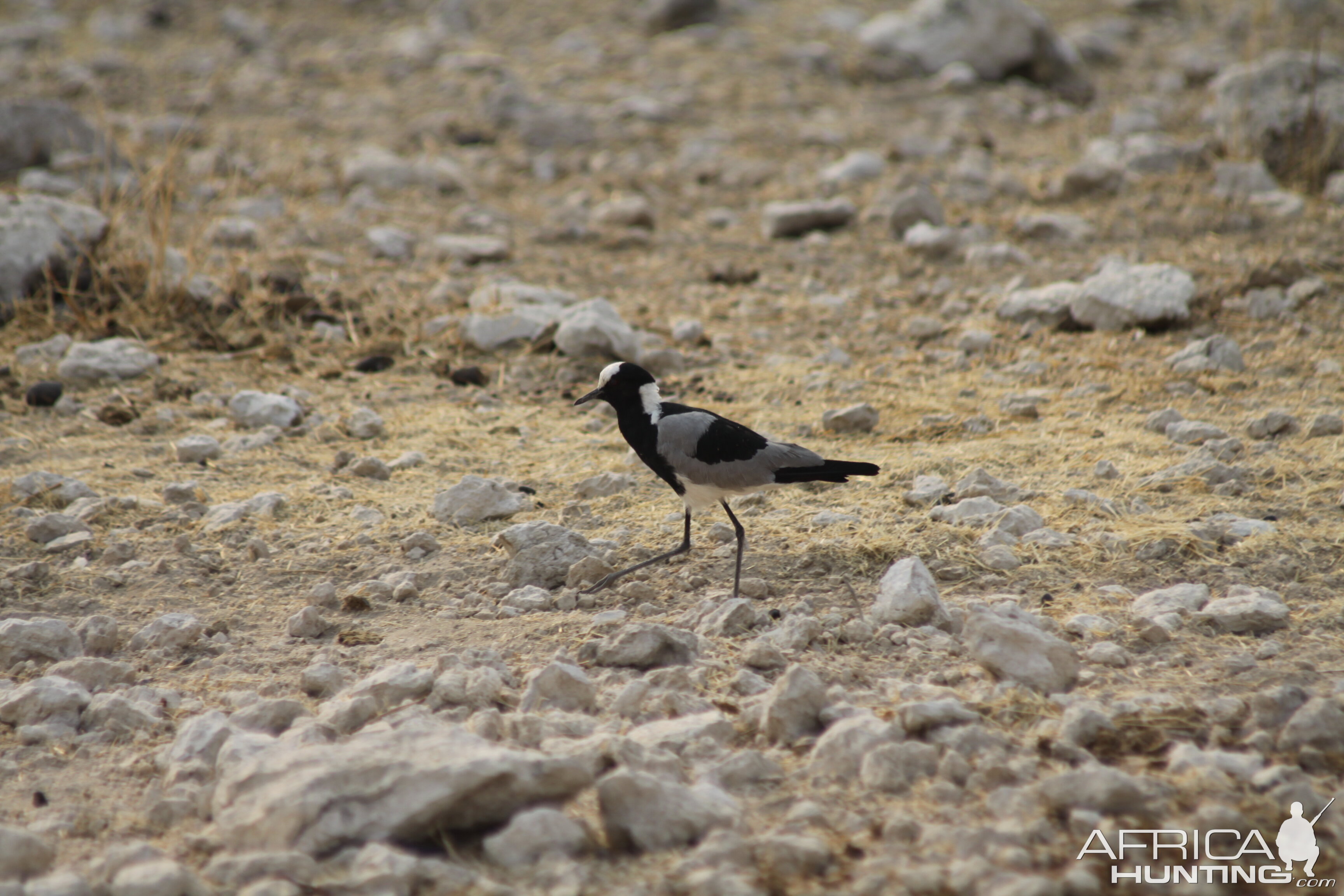 Etosha National Park