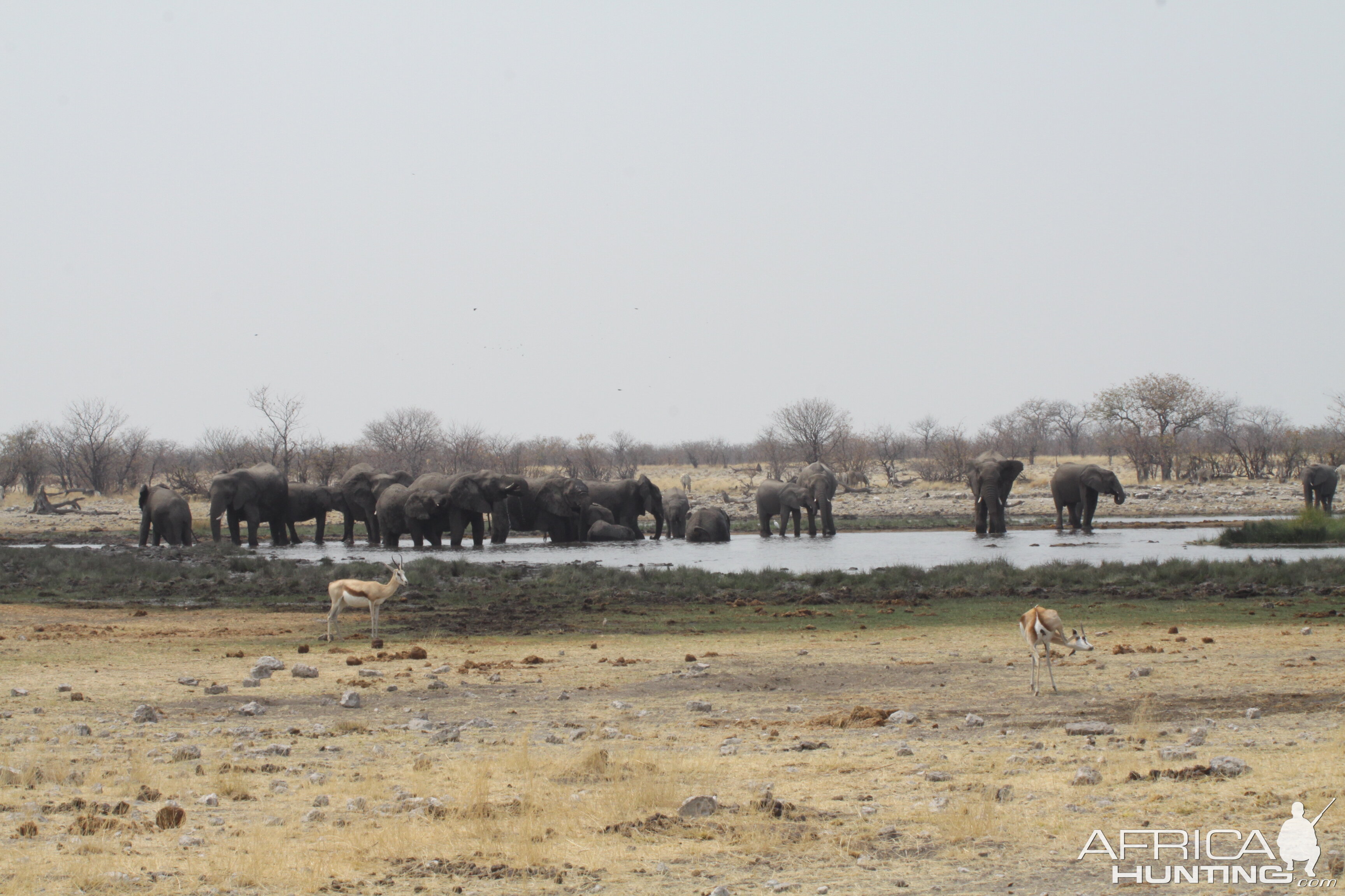 Etosha National Park