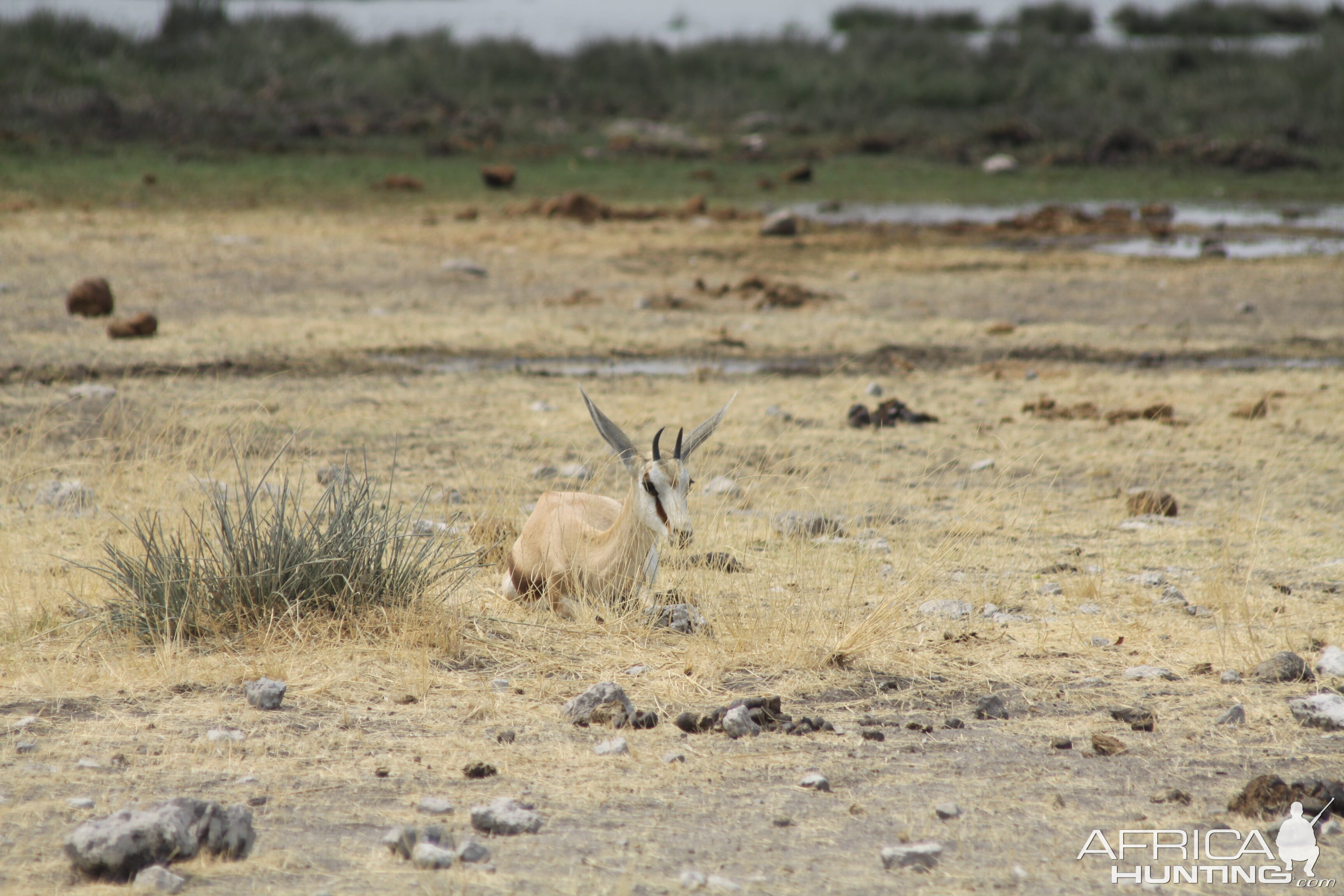 Etosha National Park