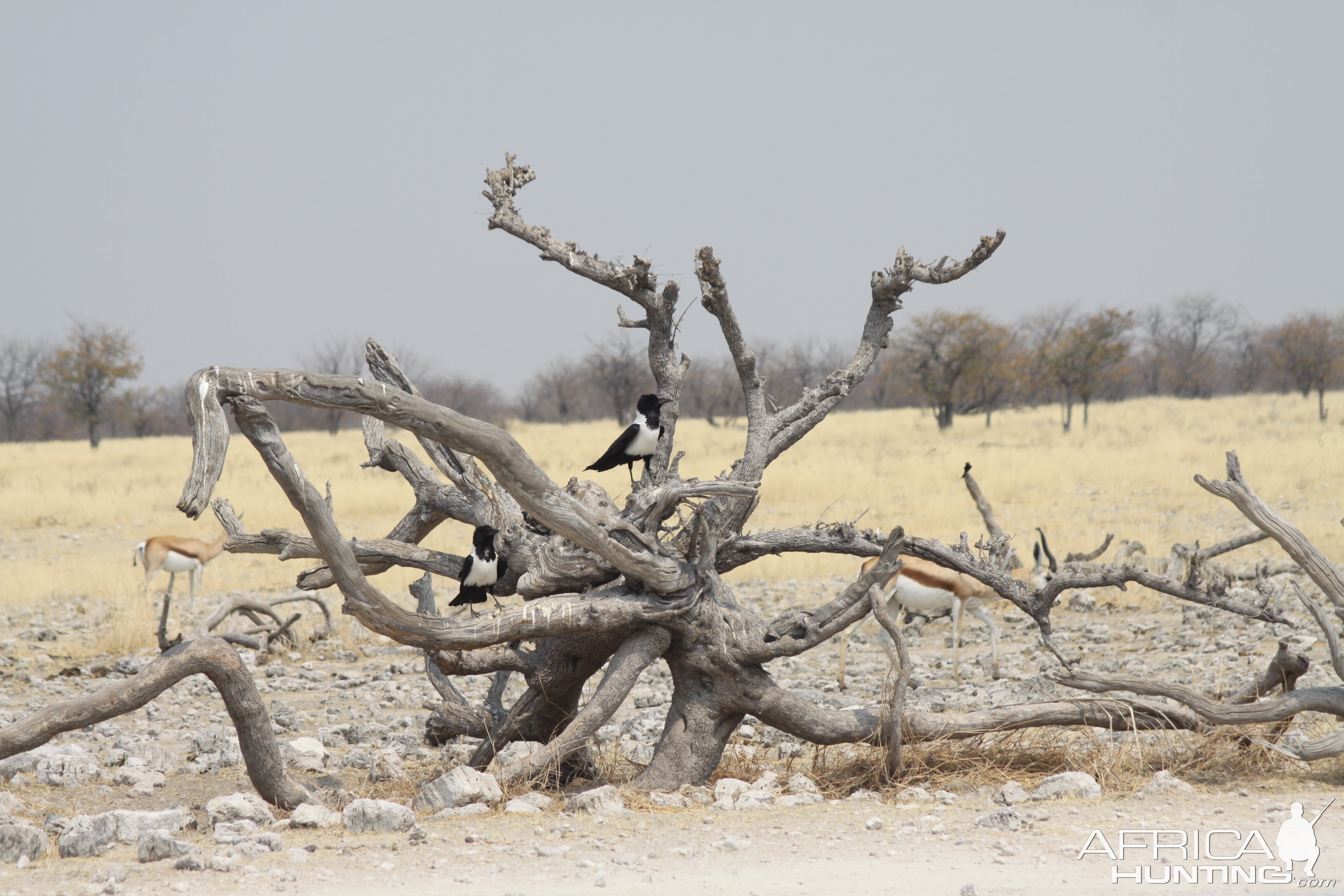 Etosha National Park