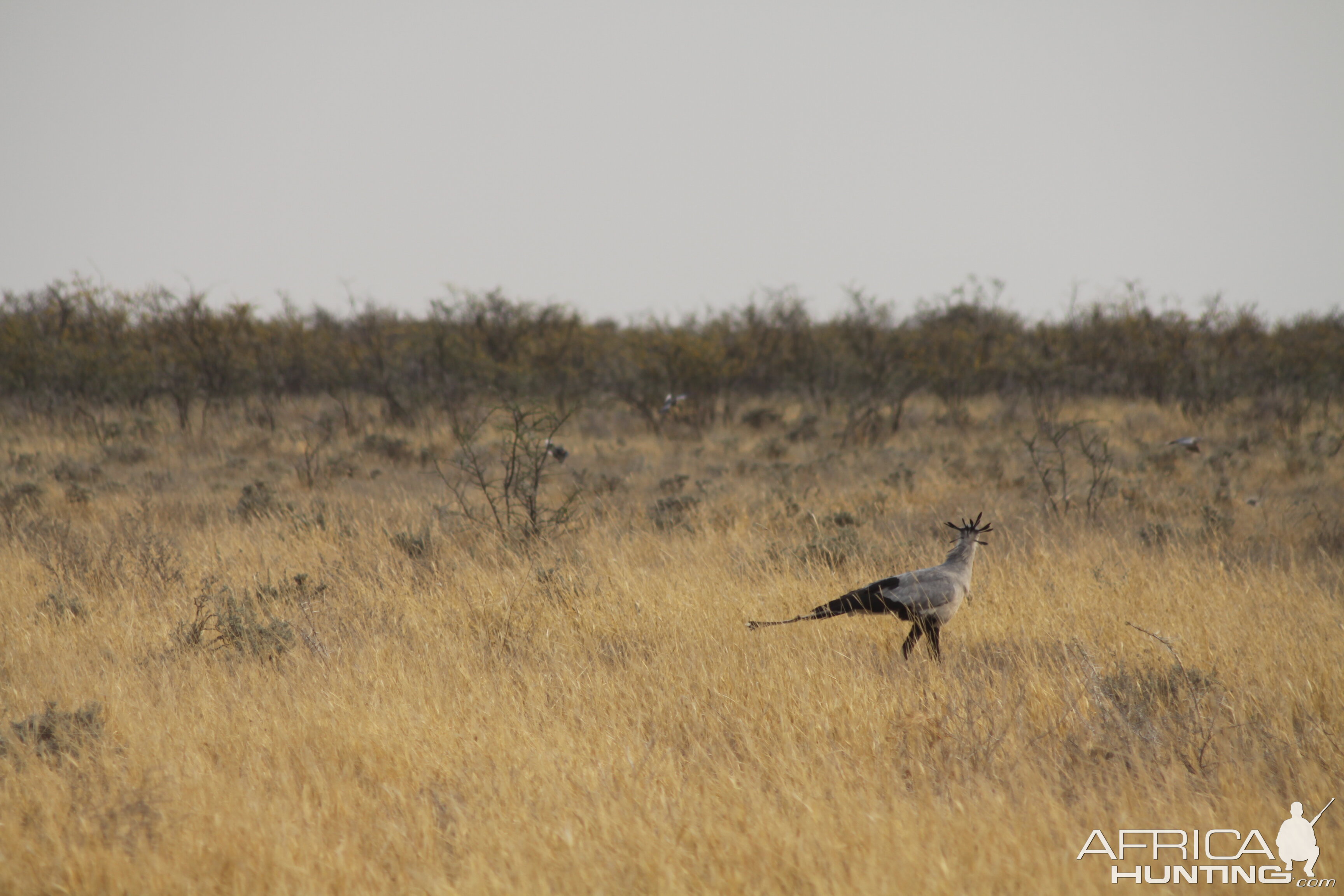 Etosha Secretary Bird