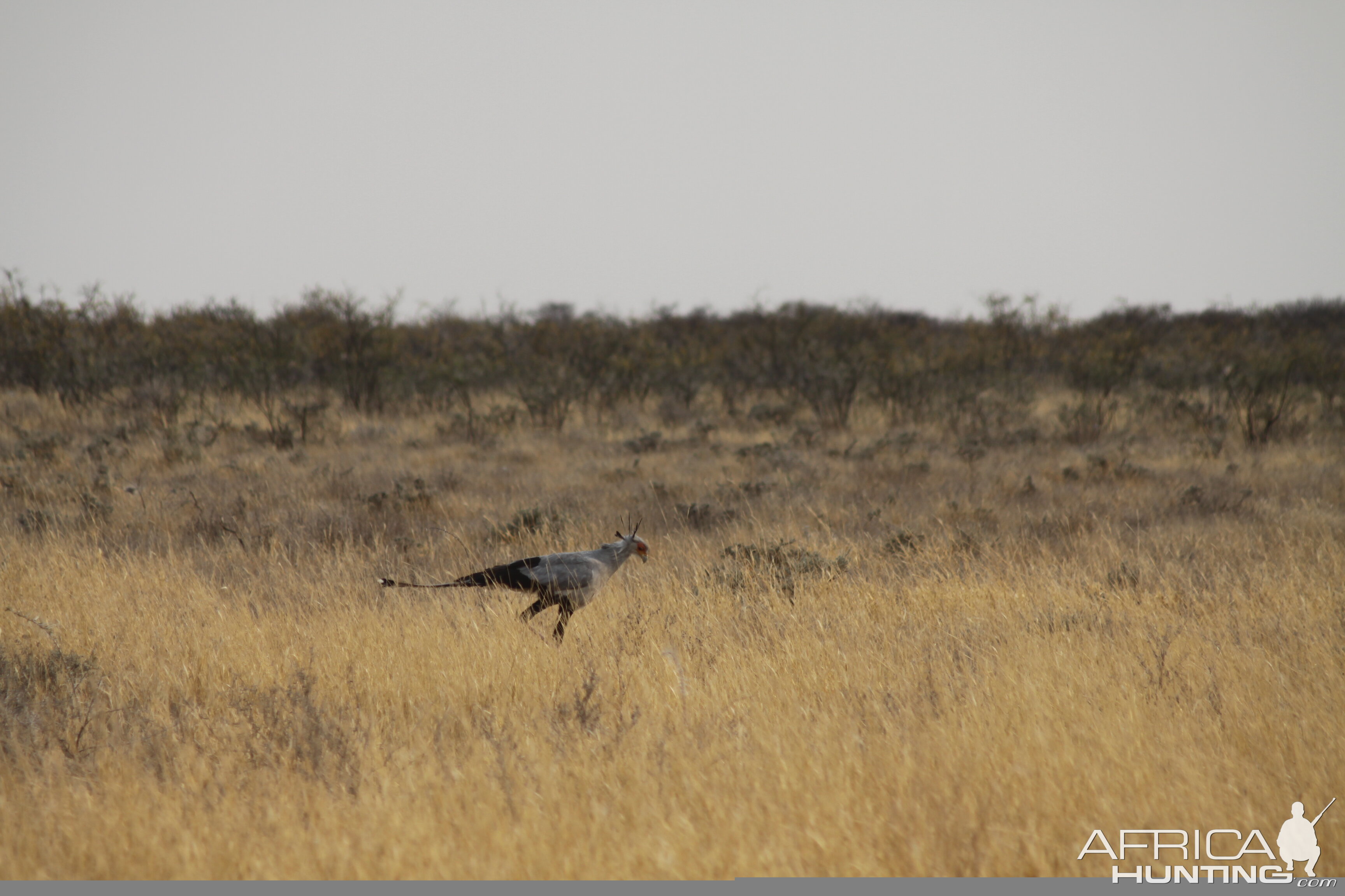 Etosha Secretary Bird