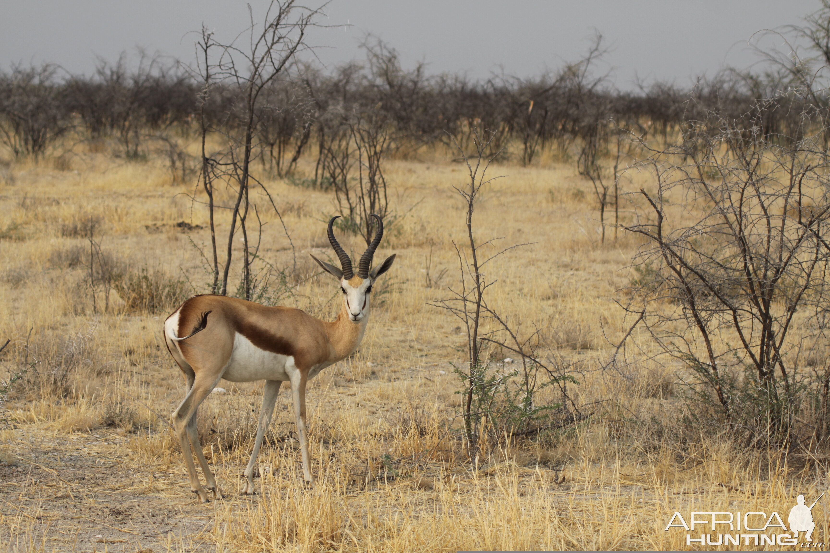 Etosha Springbok