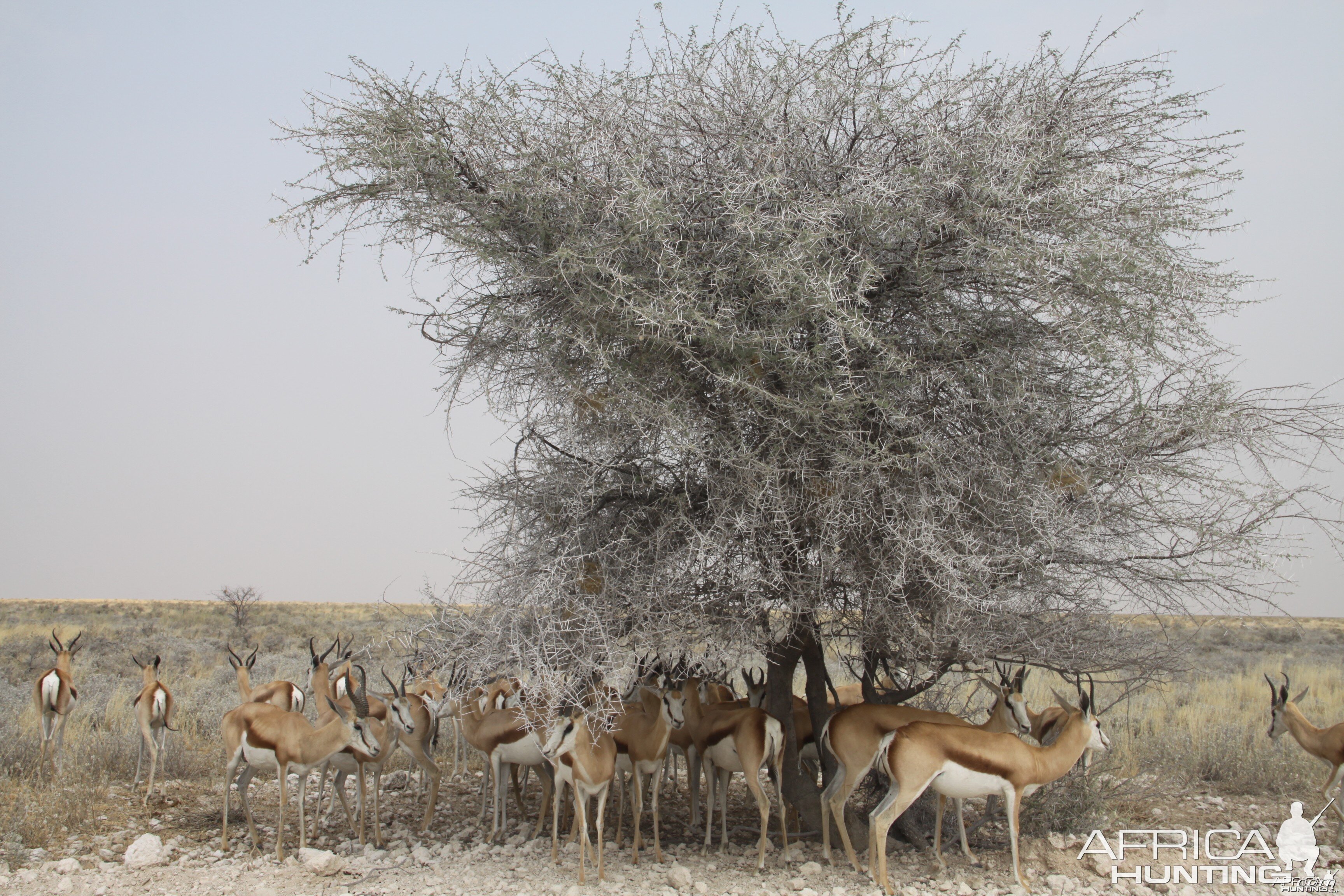 Etosha Springbok