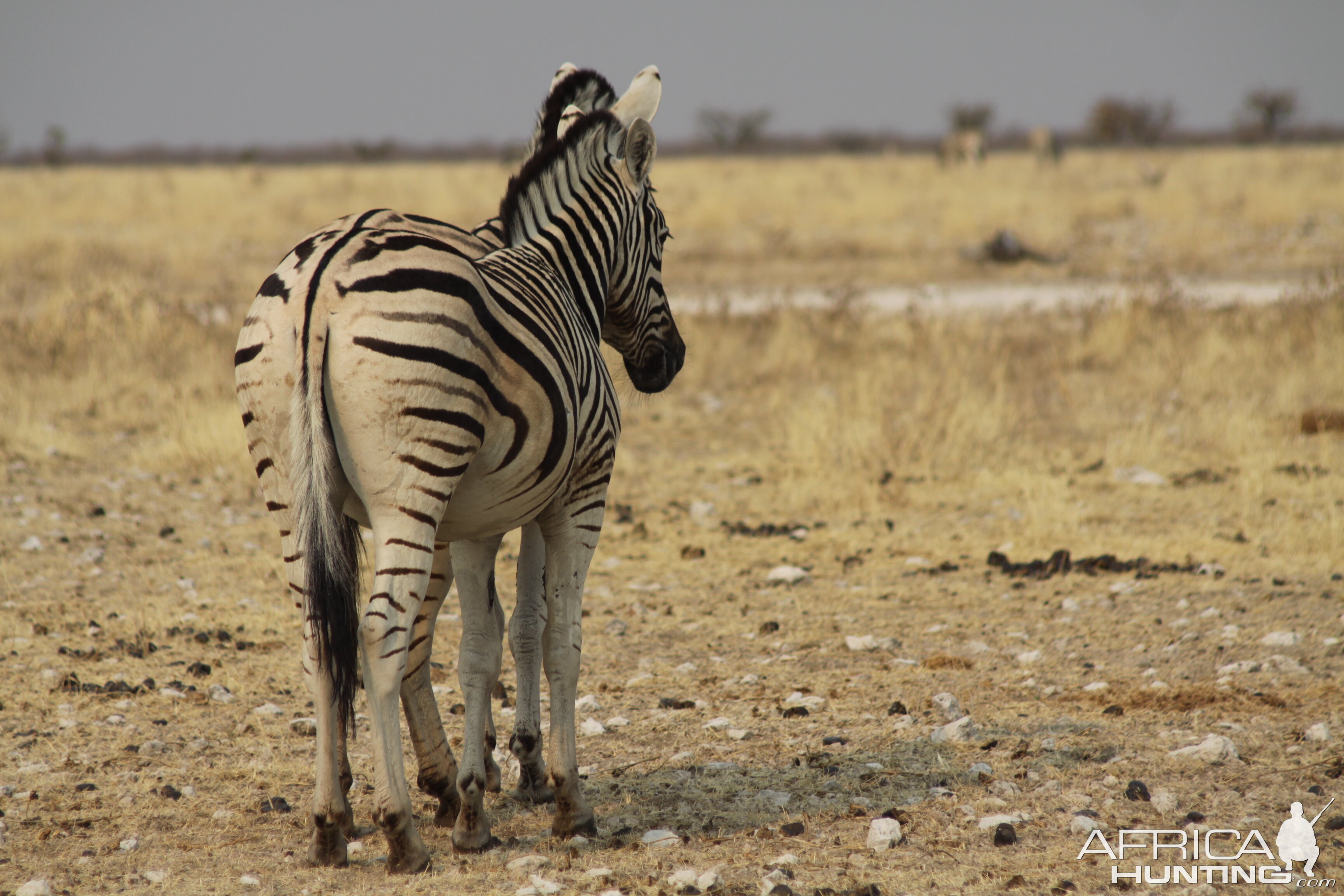 Etosha Zebra