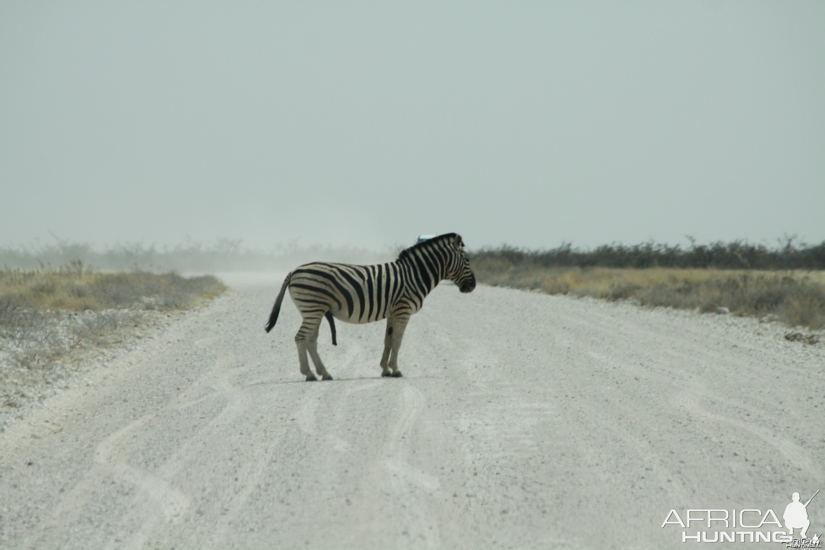 Etosha Zebra