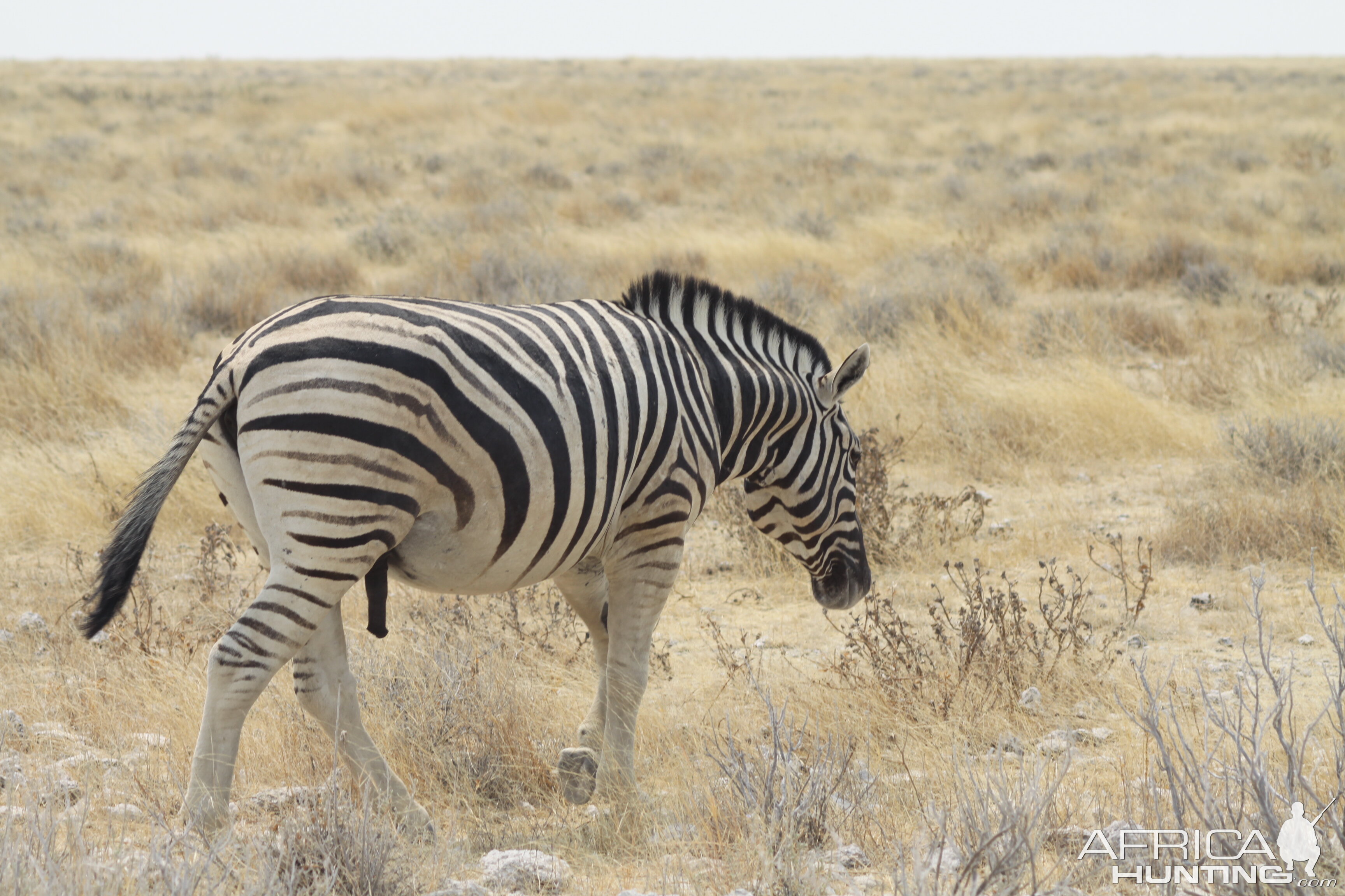 Etosha Zebra