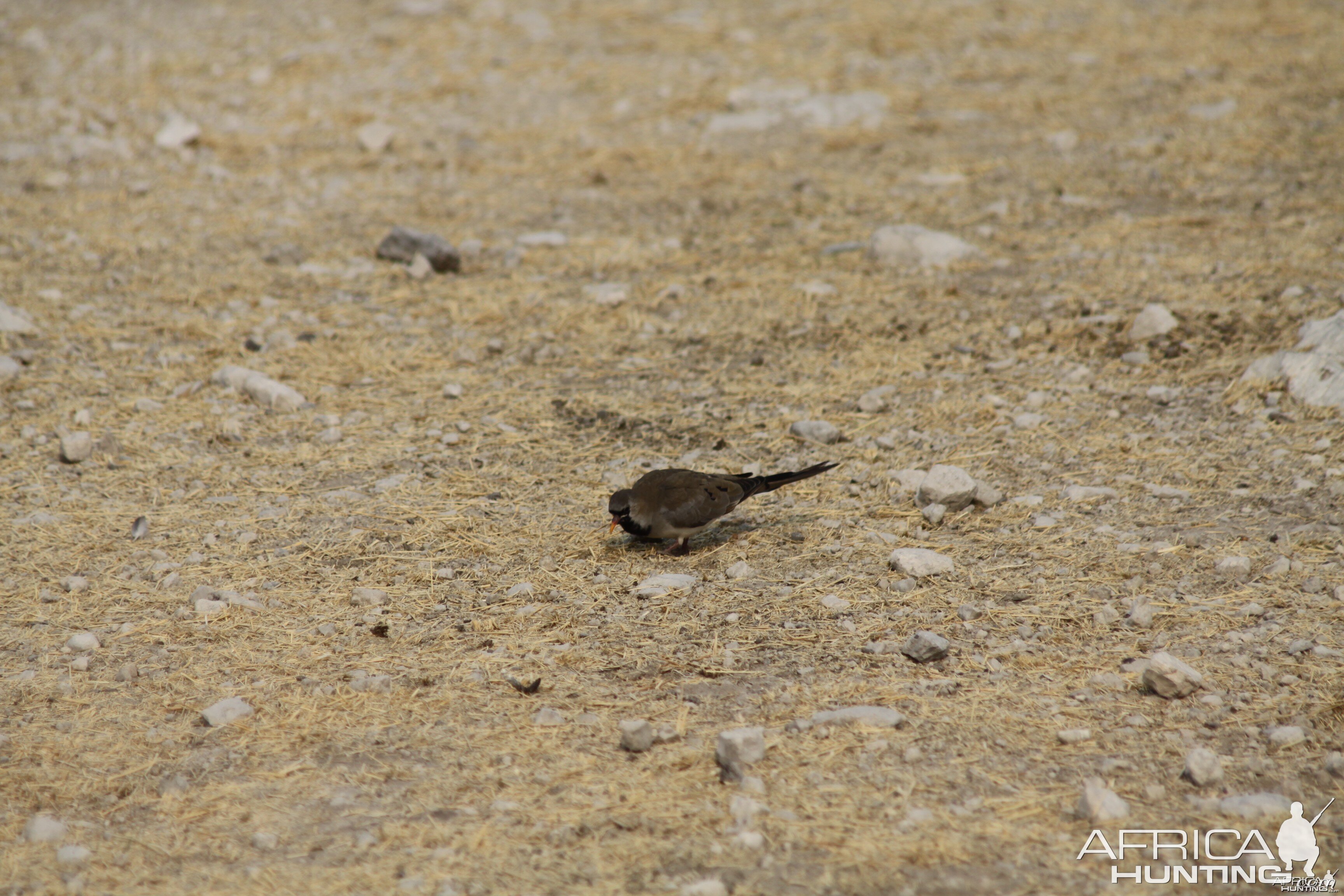 Etosha