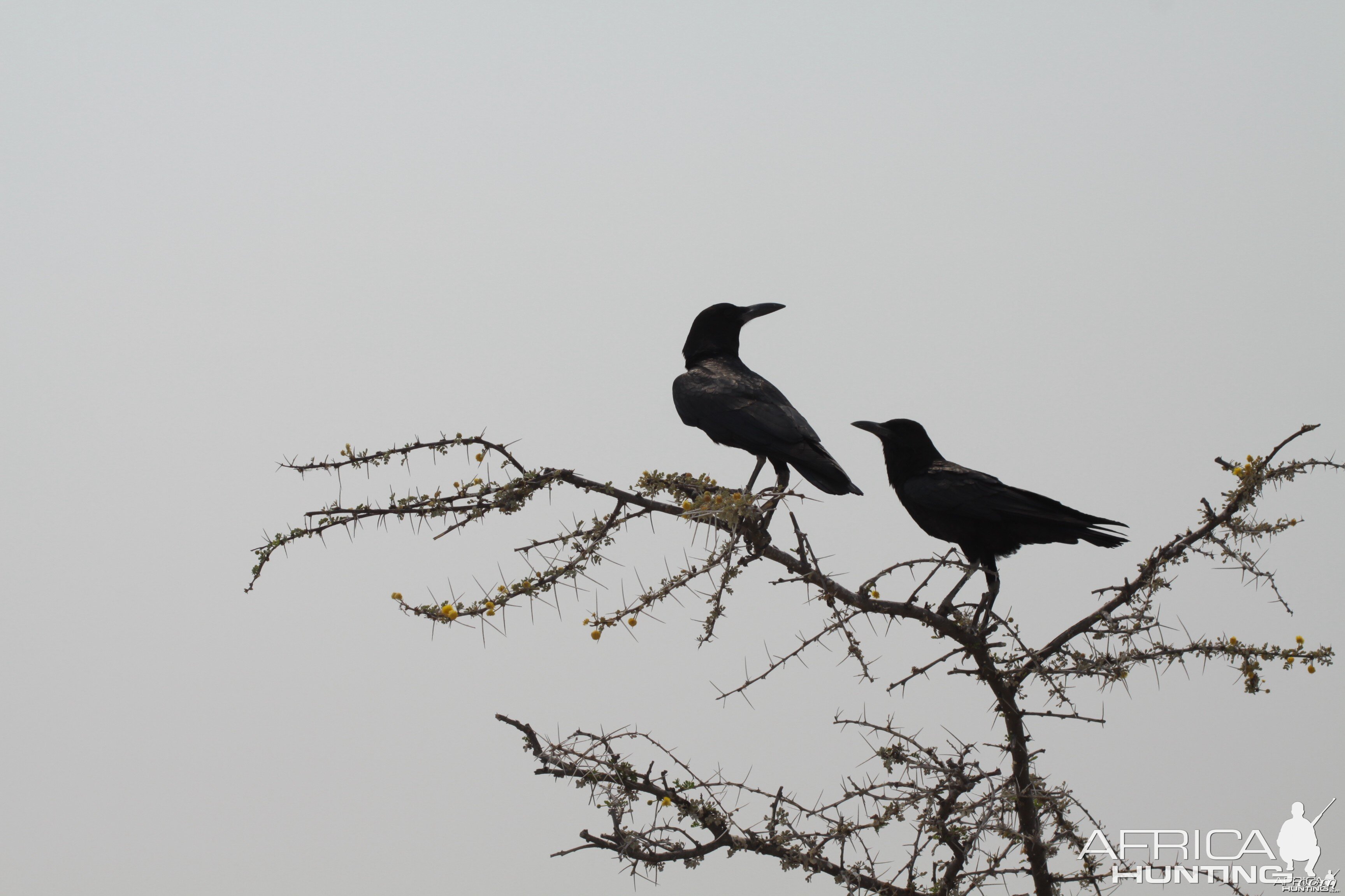 Etosha