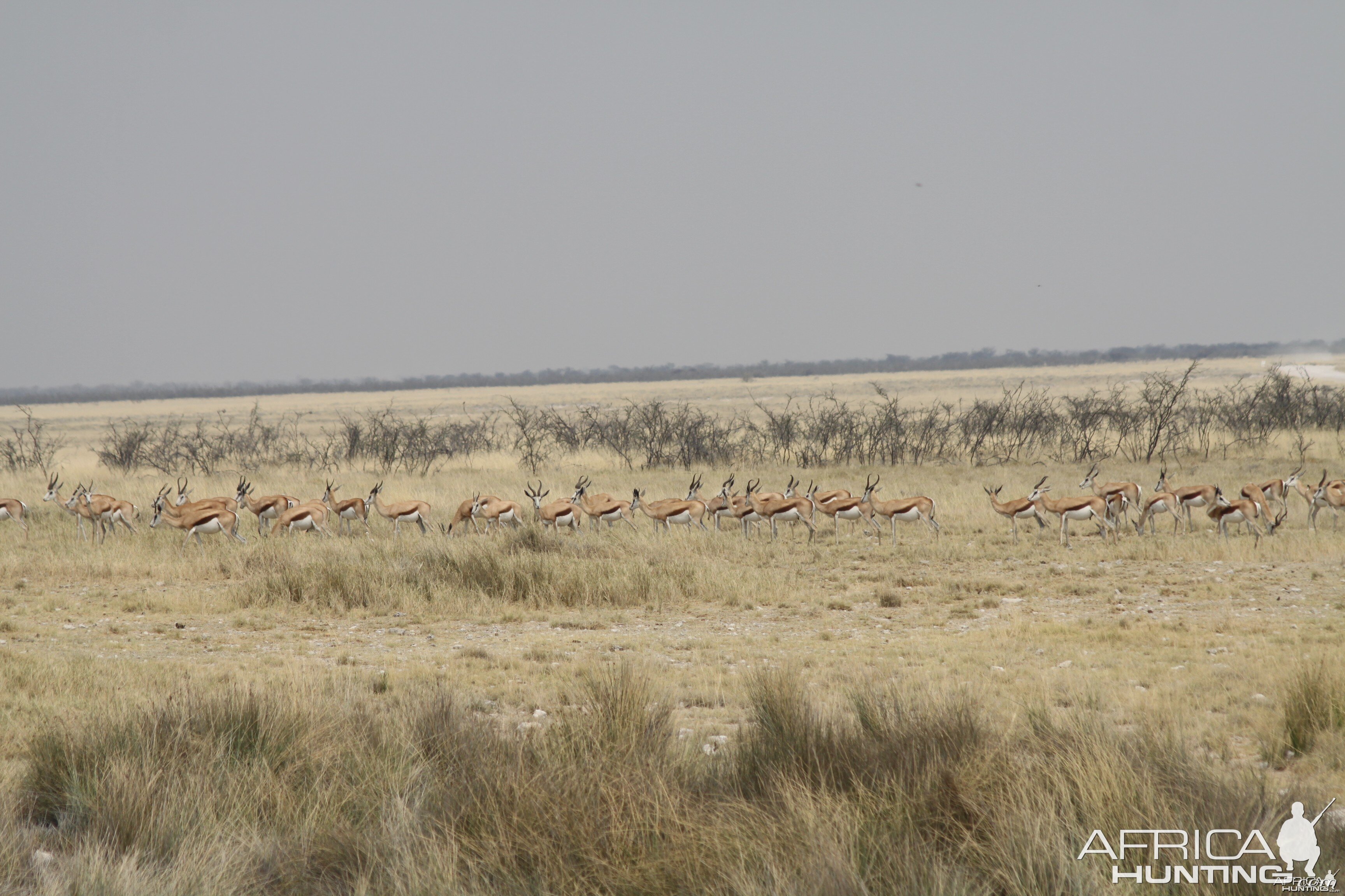 Etosha