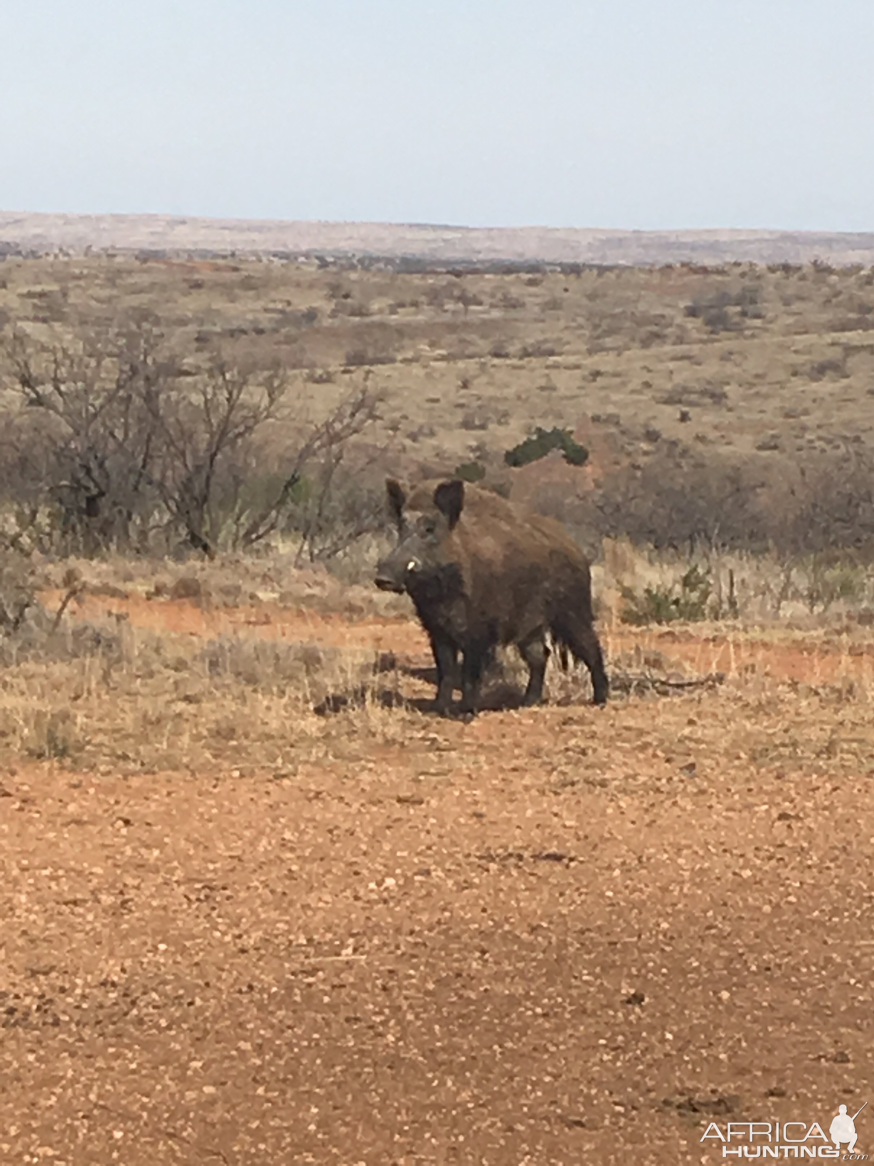 Eurasian Boar in Texas USA