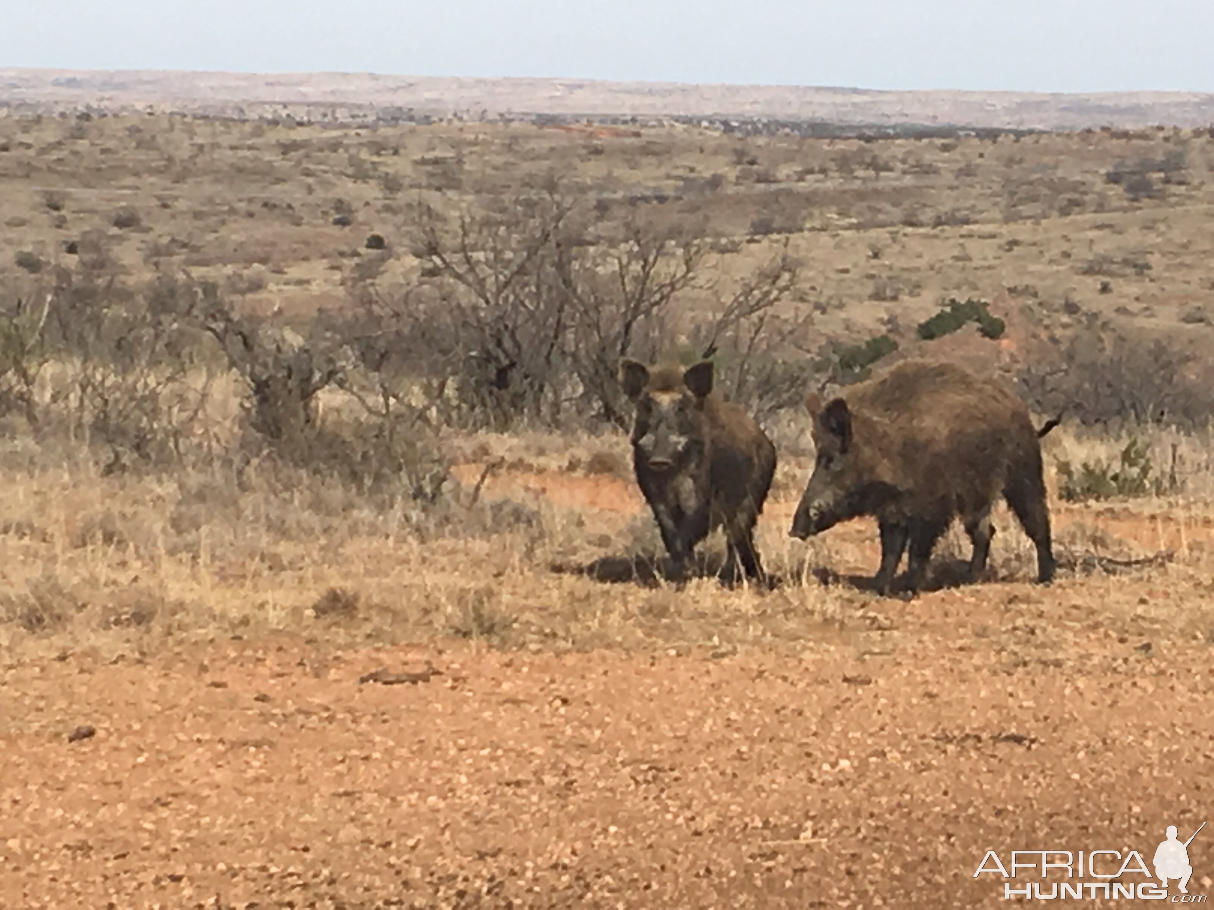 Eurasian Boar in Texas USA