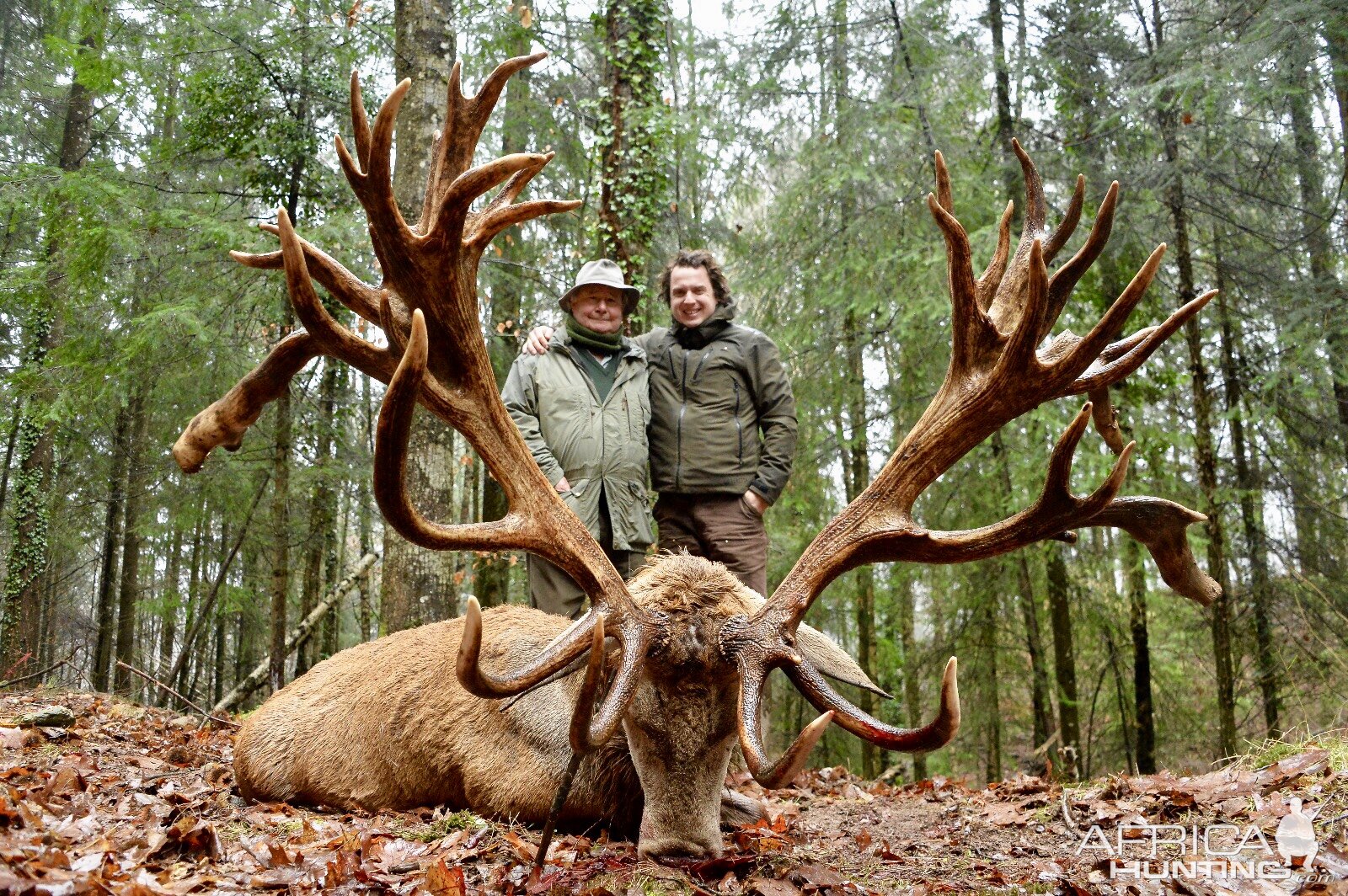 European Red Stag