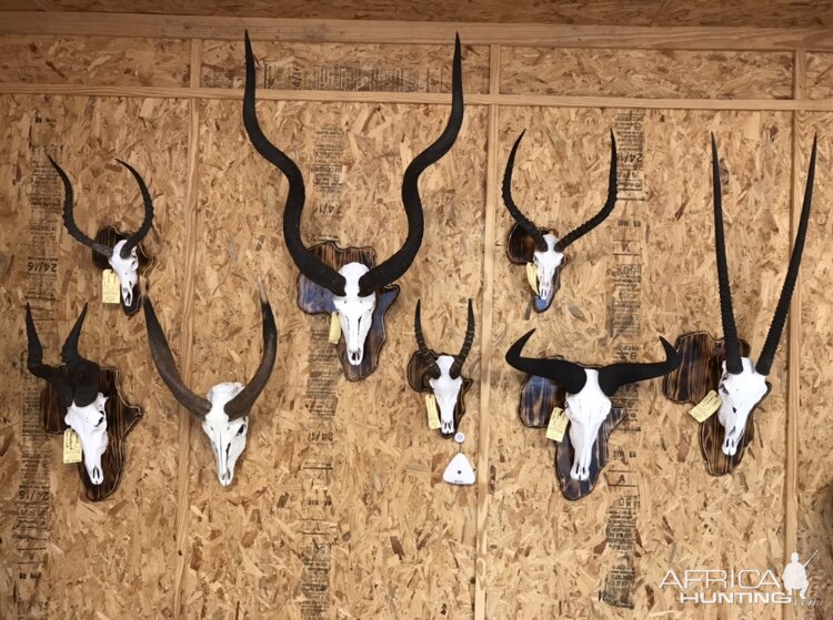 European Skull Mounts Taxidermy