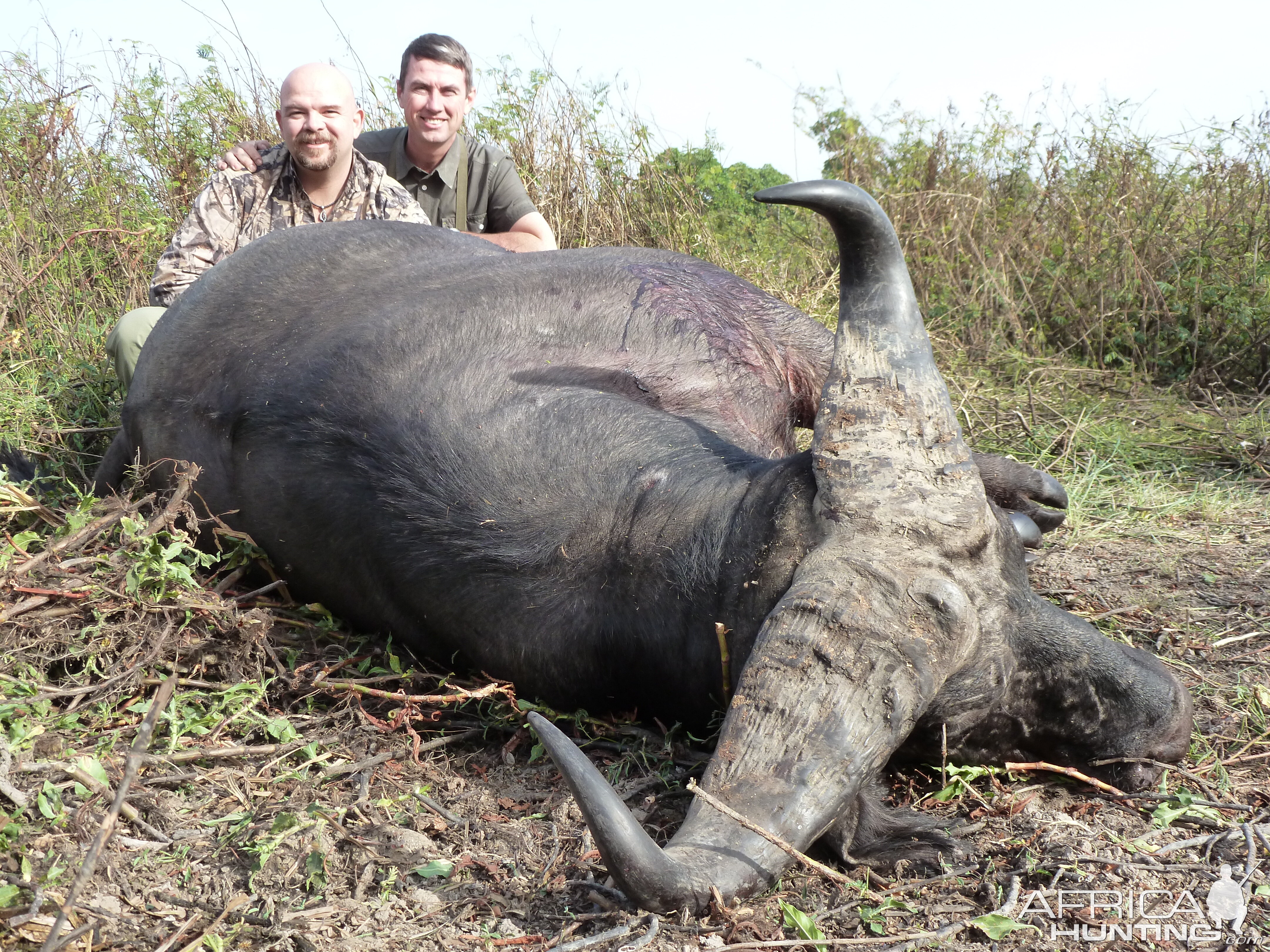 Excellent Central African Buffalo