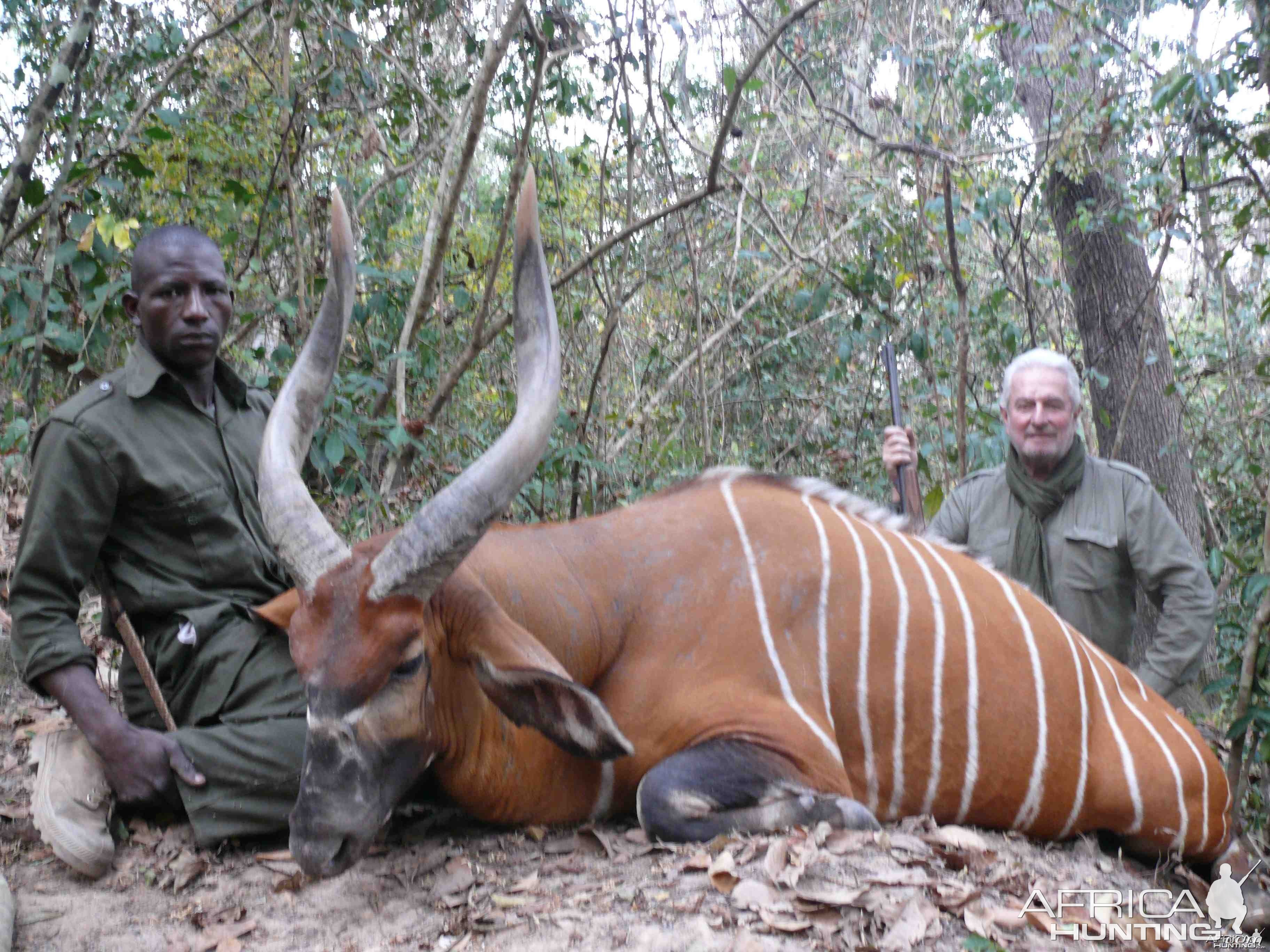 Exceptional Bongo hunted in Central African Republic