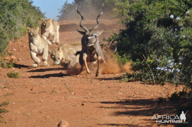 Failed Lion Ambush