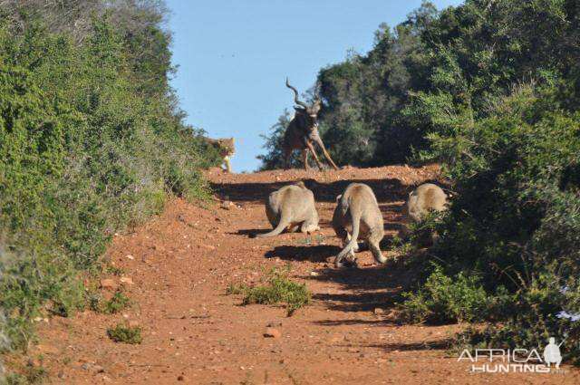 Failed Lion Ambush