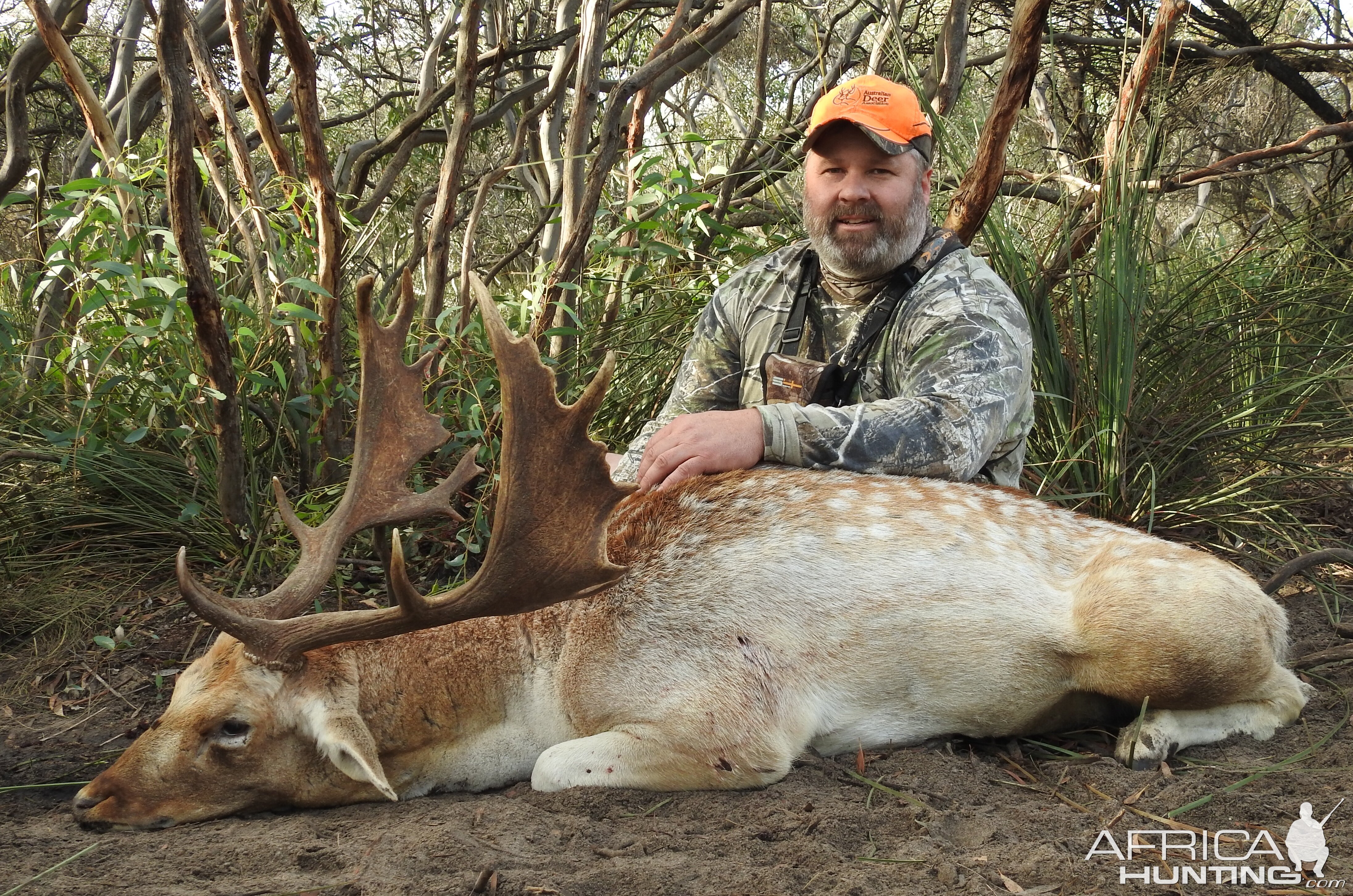 Falllow Deer Hunt South Australia
