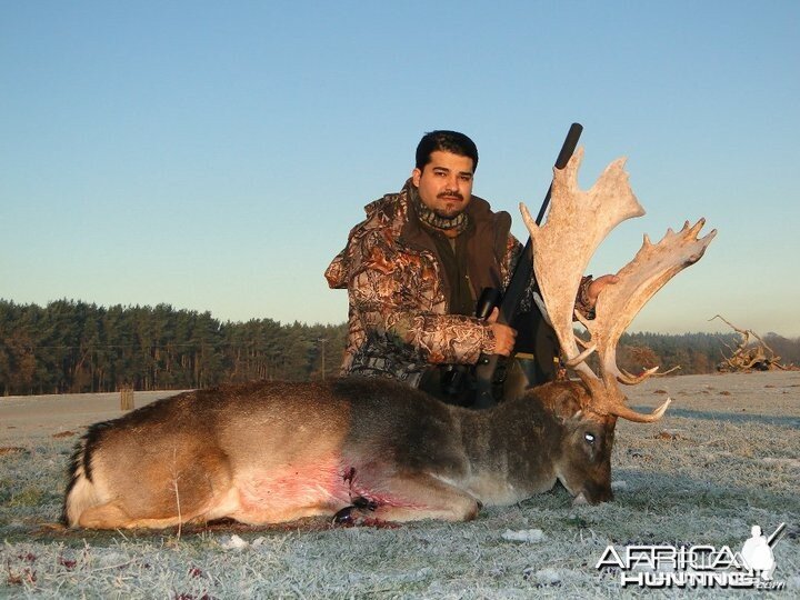 Fallow buck taken in England