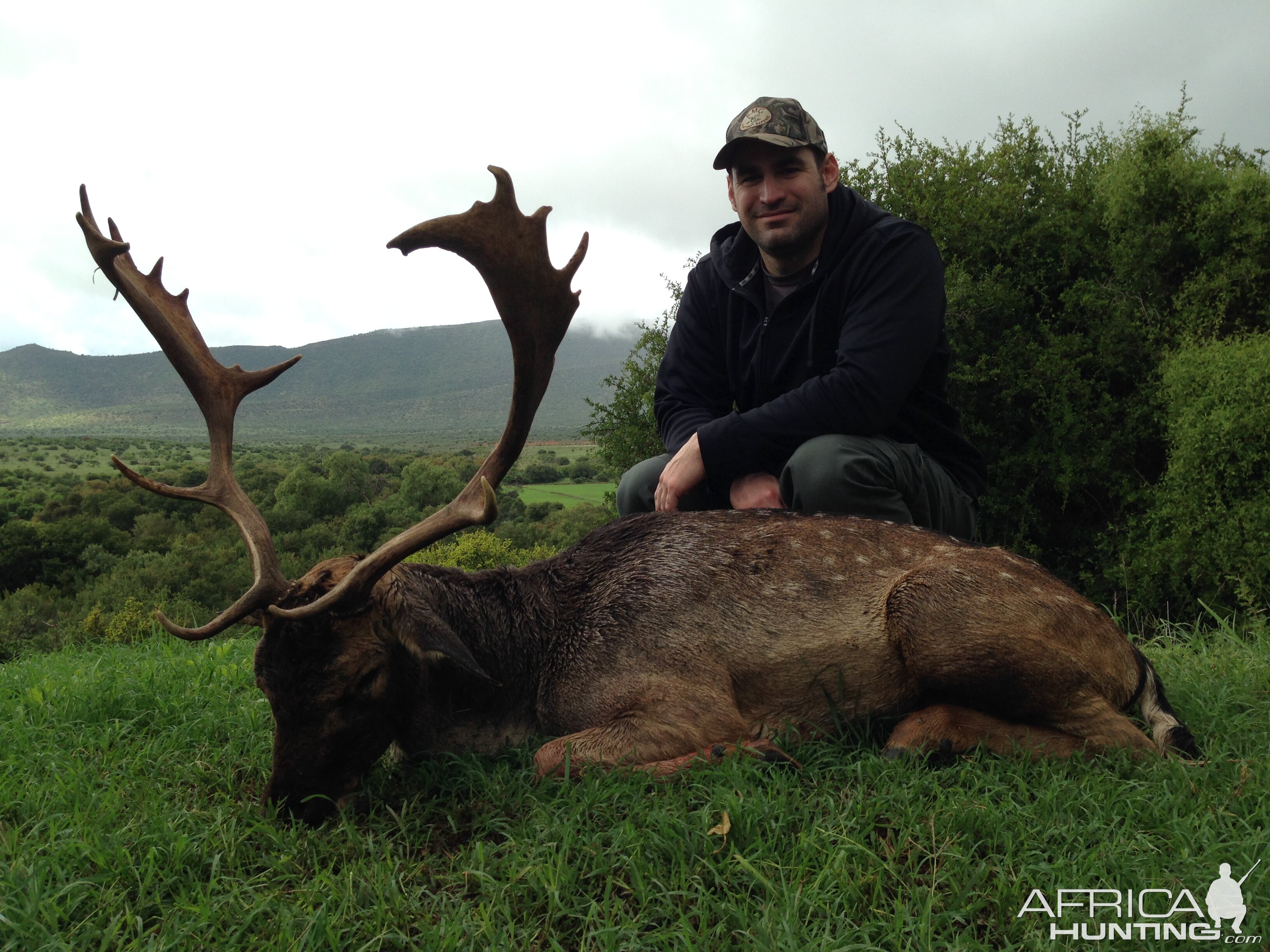 Fallow Deer Africa Hunting