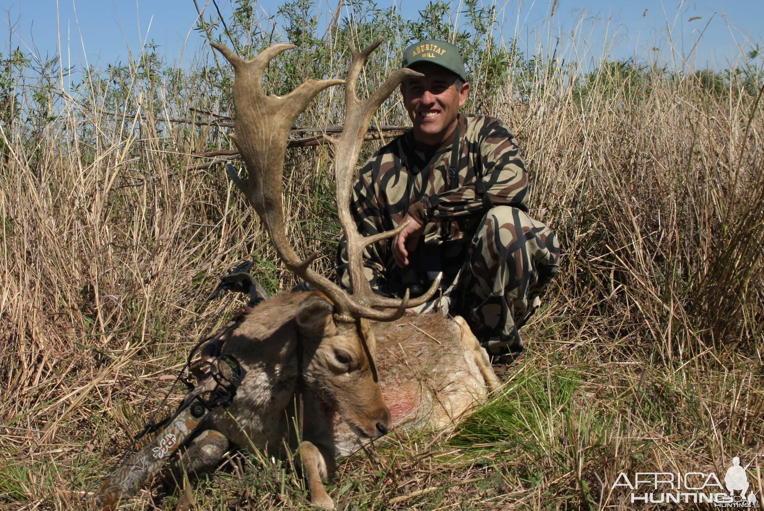 Fallow deer-Argentina