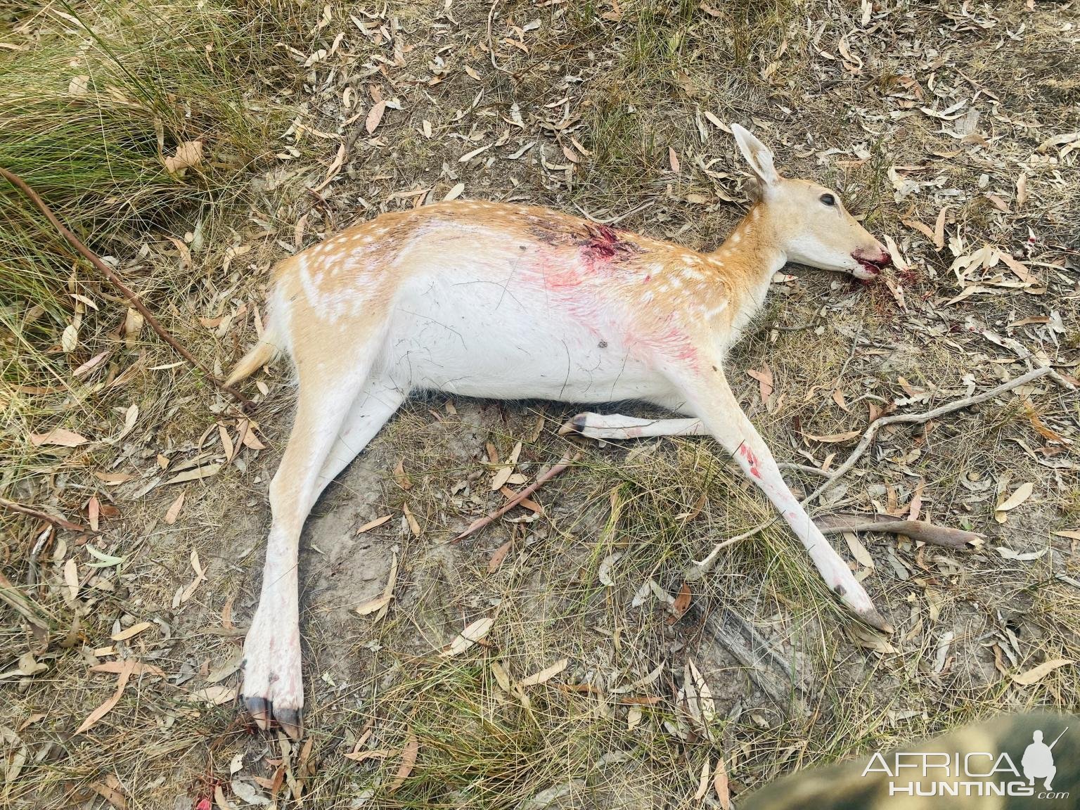 Fallow Deer Doe Hunt Australia