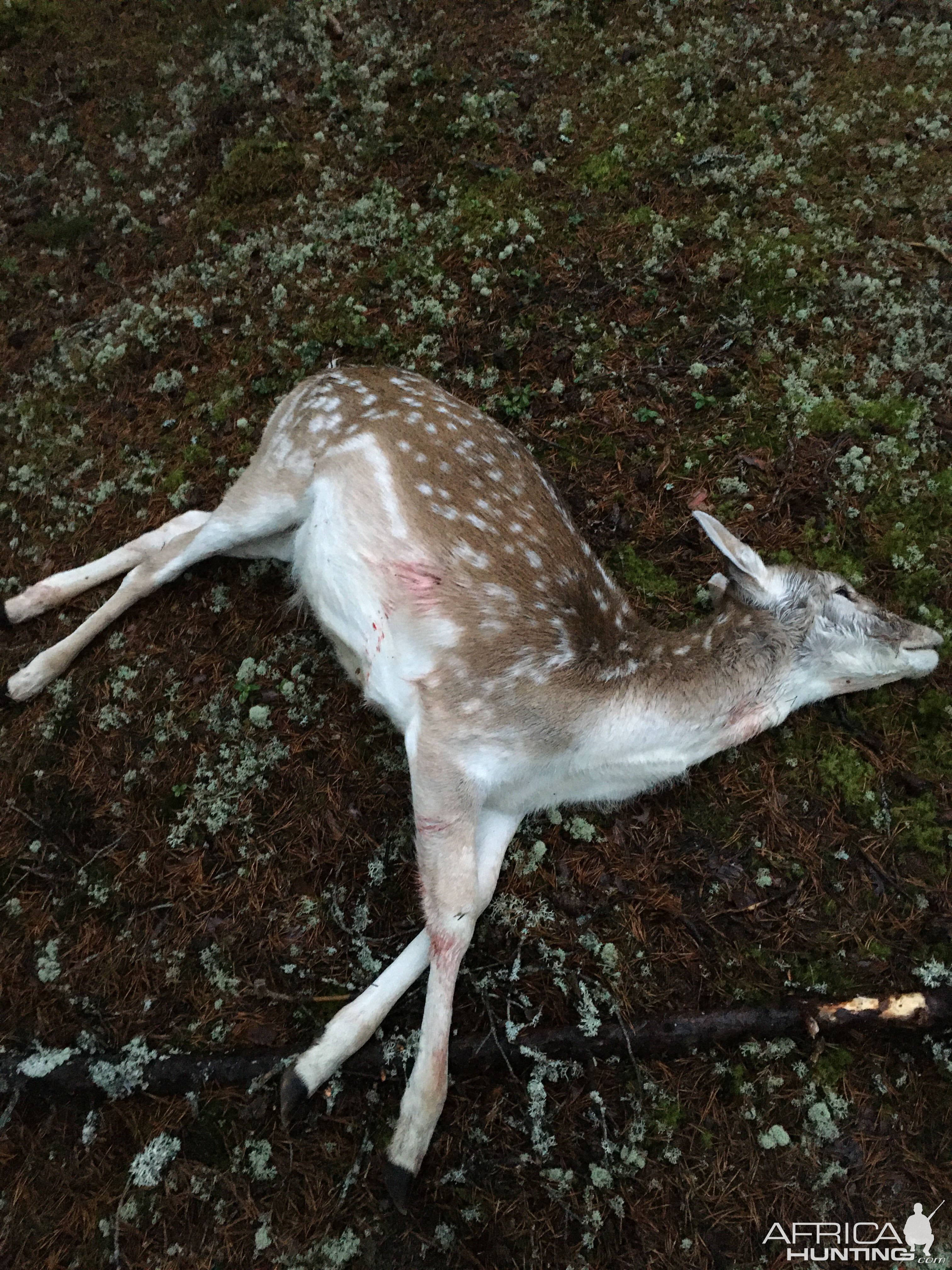 Fallow Deer Driven Hunt Sweden