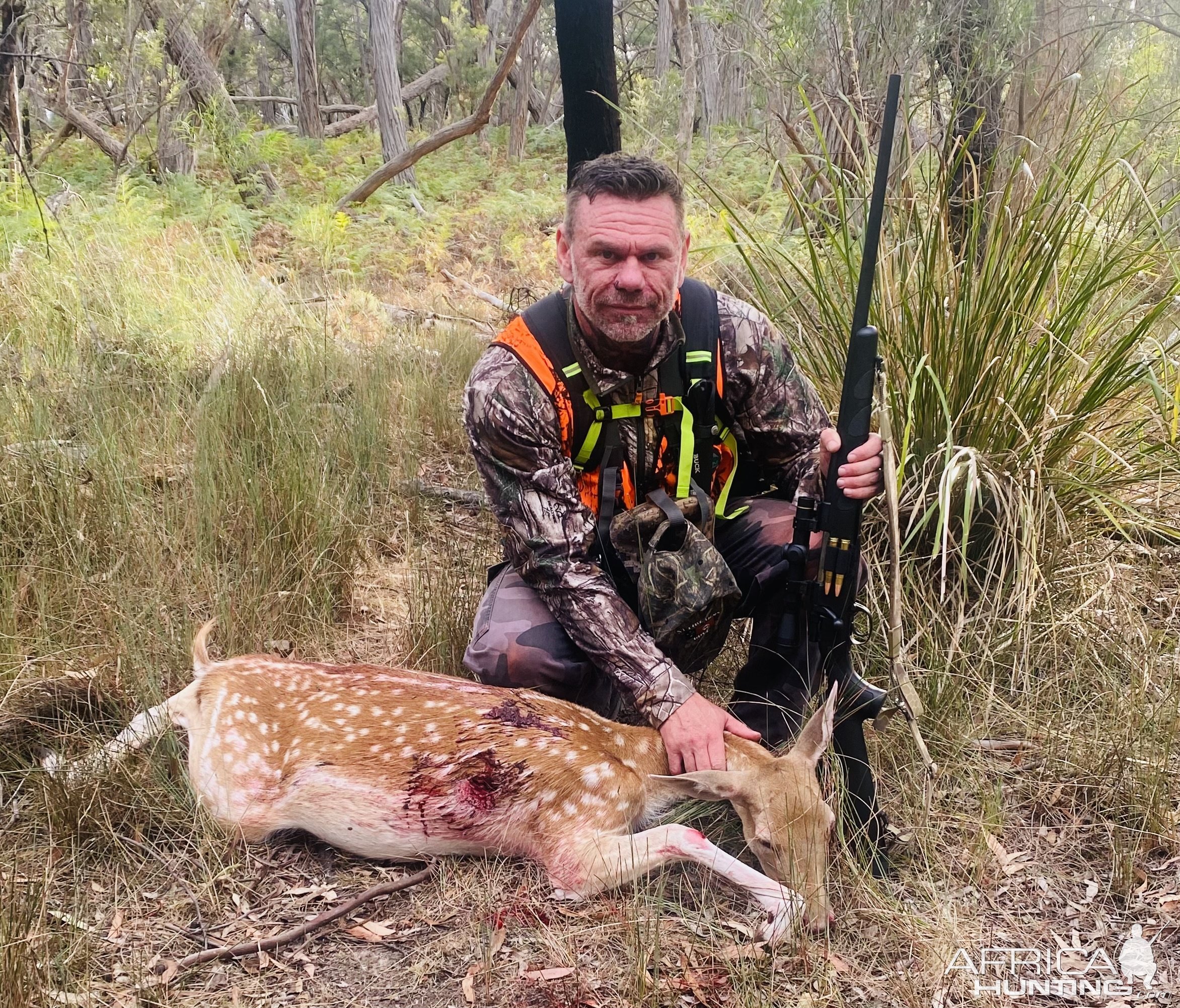 Fallow Deer Hunt Australia