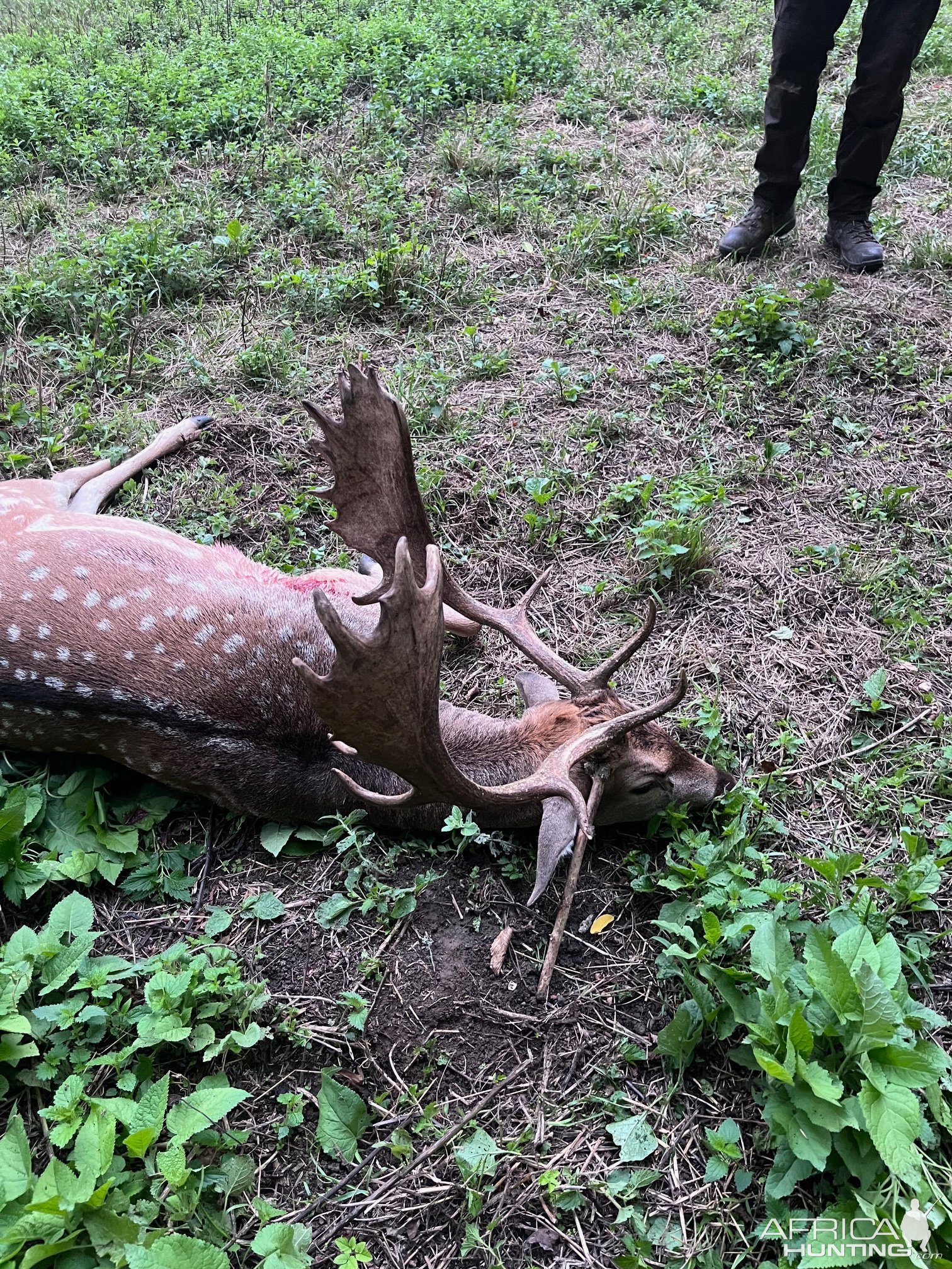 Fallow Deer Hunt Croatia