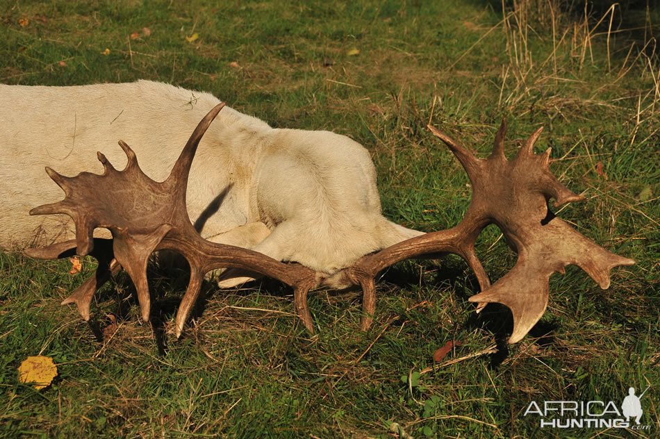 Fallow Deer Hunt France