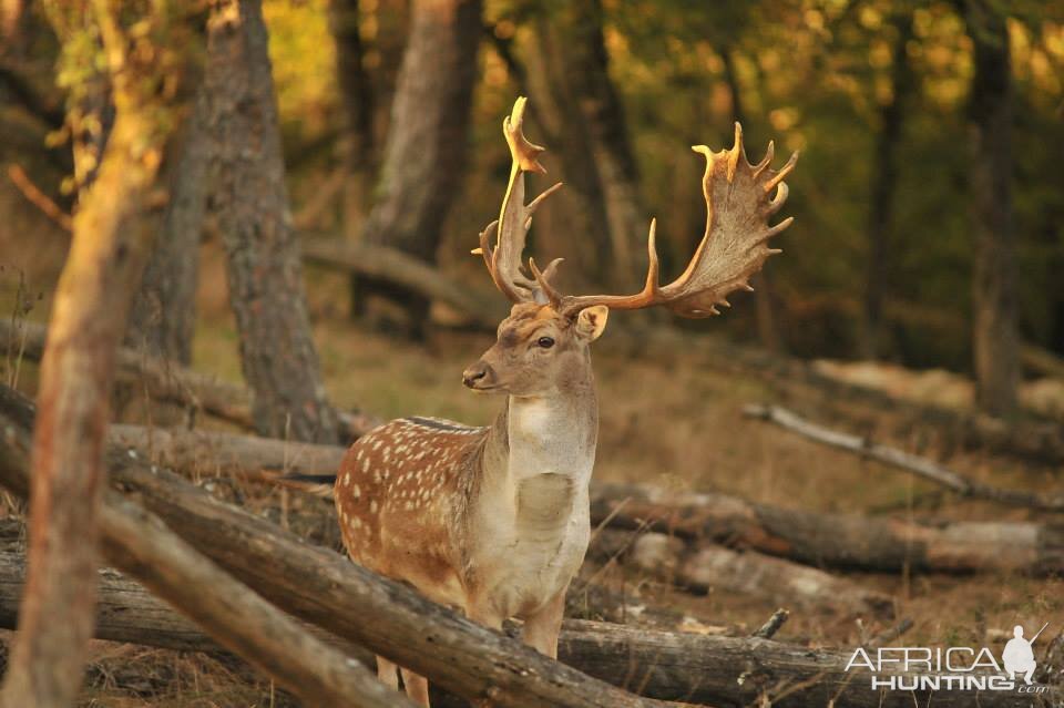 Fallow Deer Hunt in France