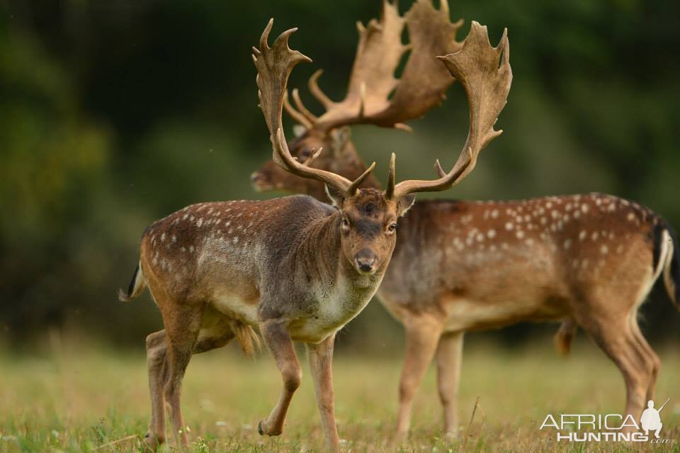 Fallow Deer Hunt in France