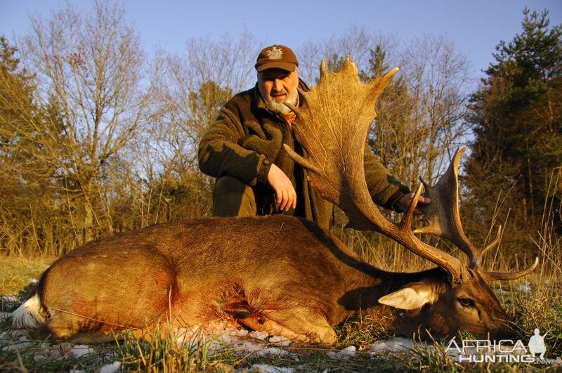 Fallow Deer Hunt in France