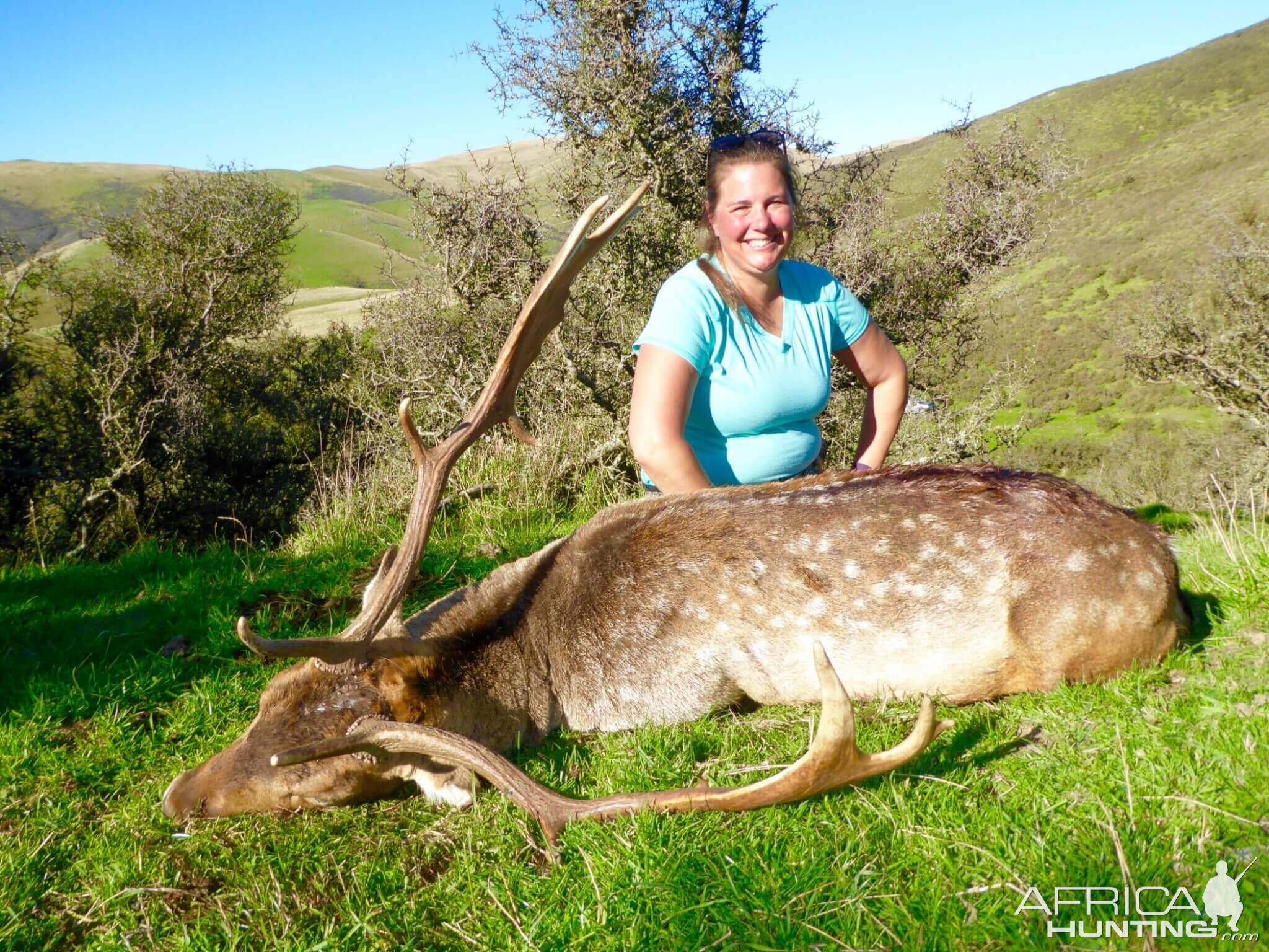 Fallow Deer Hunt New Zealand