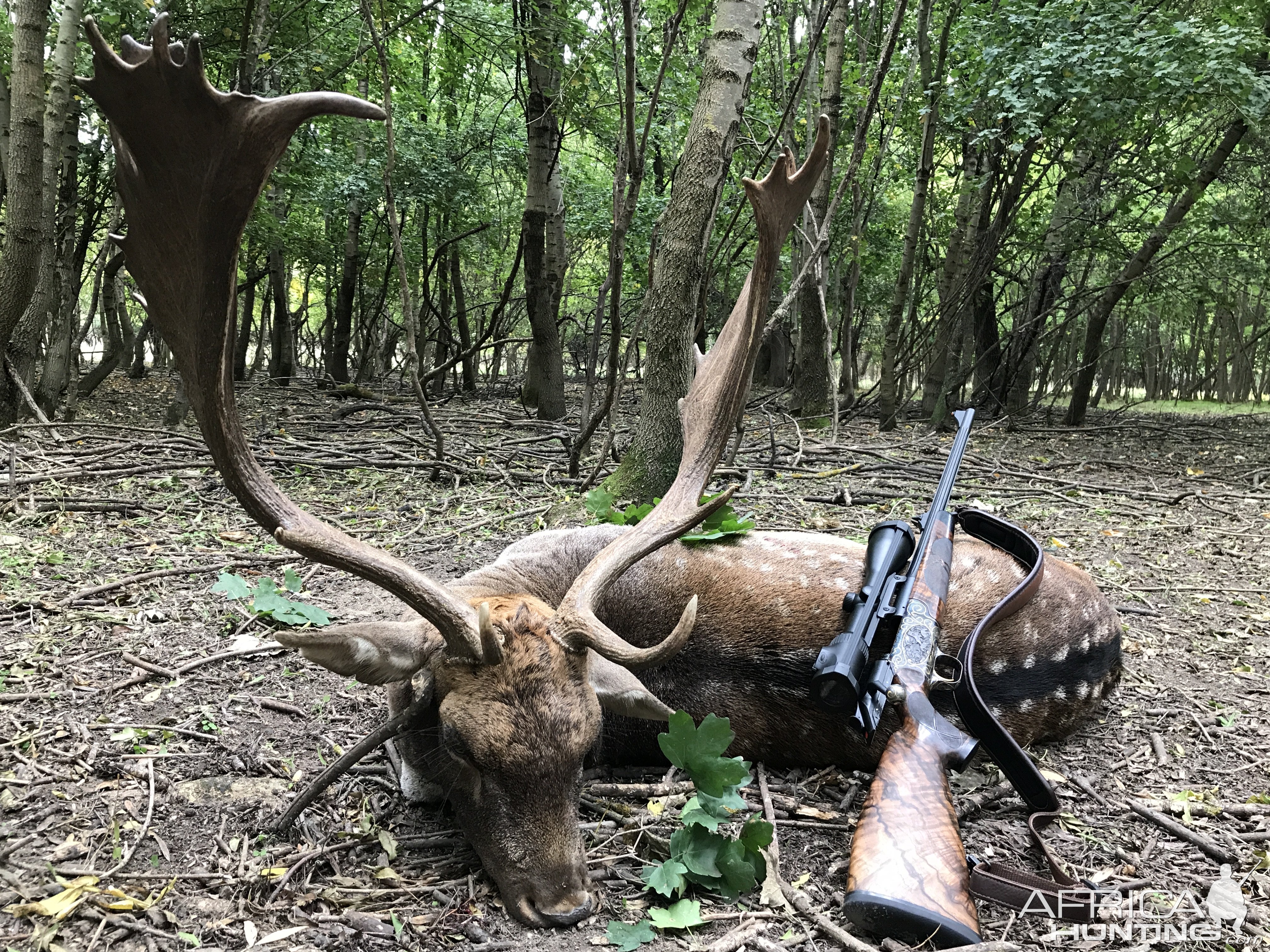 Fallow Deer Hunt Romania