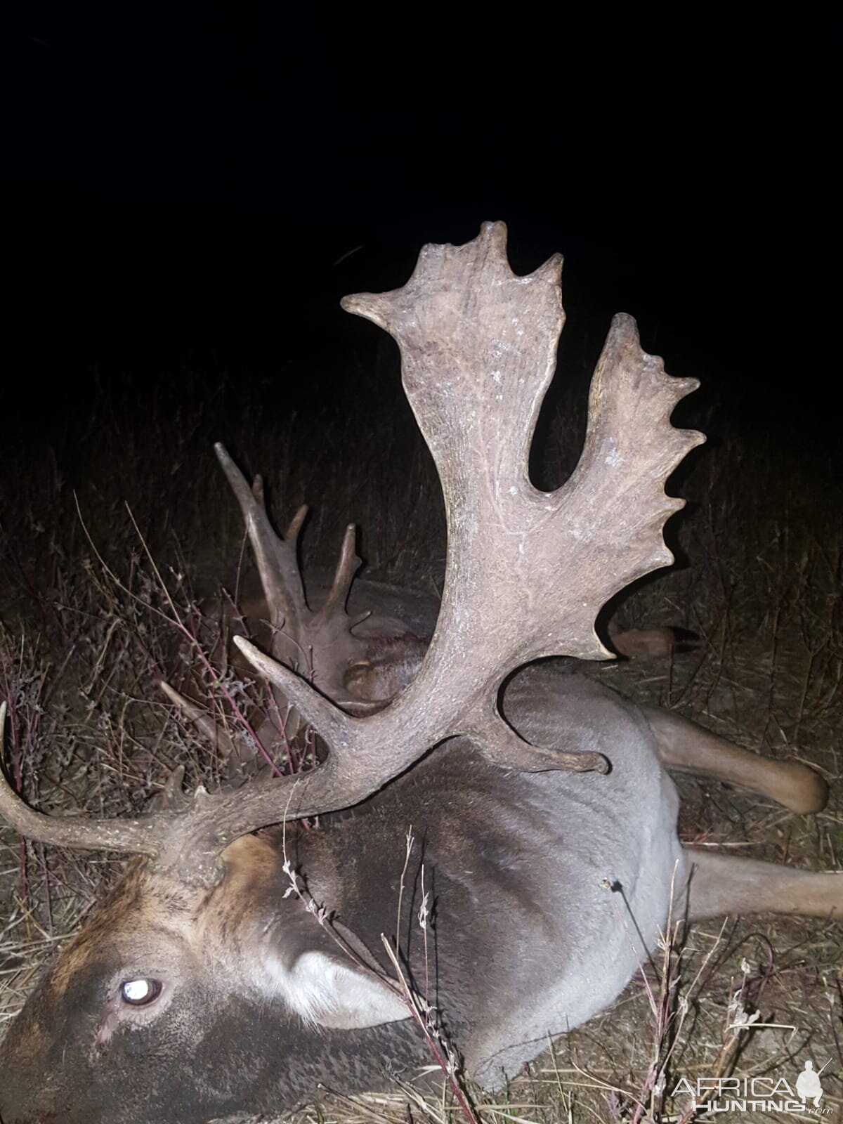 Fallow Deer Hunt Romania