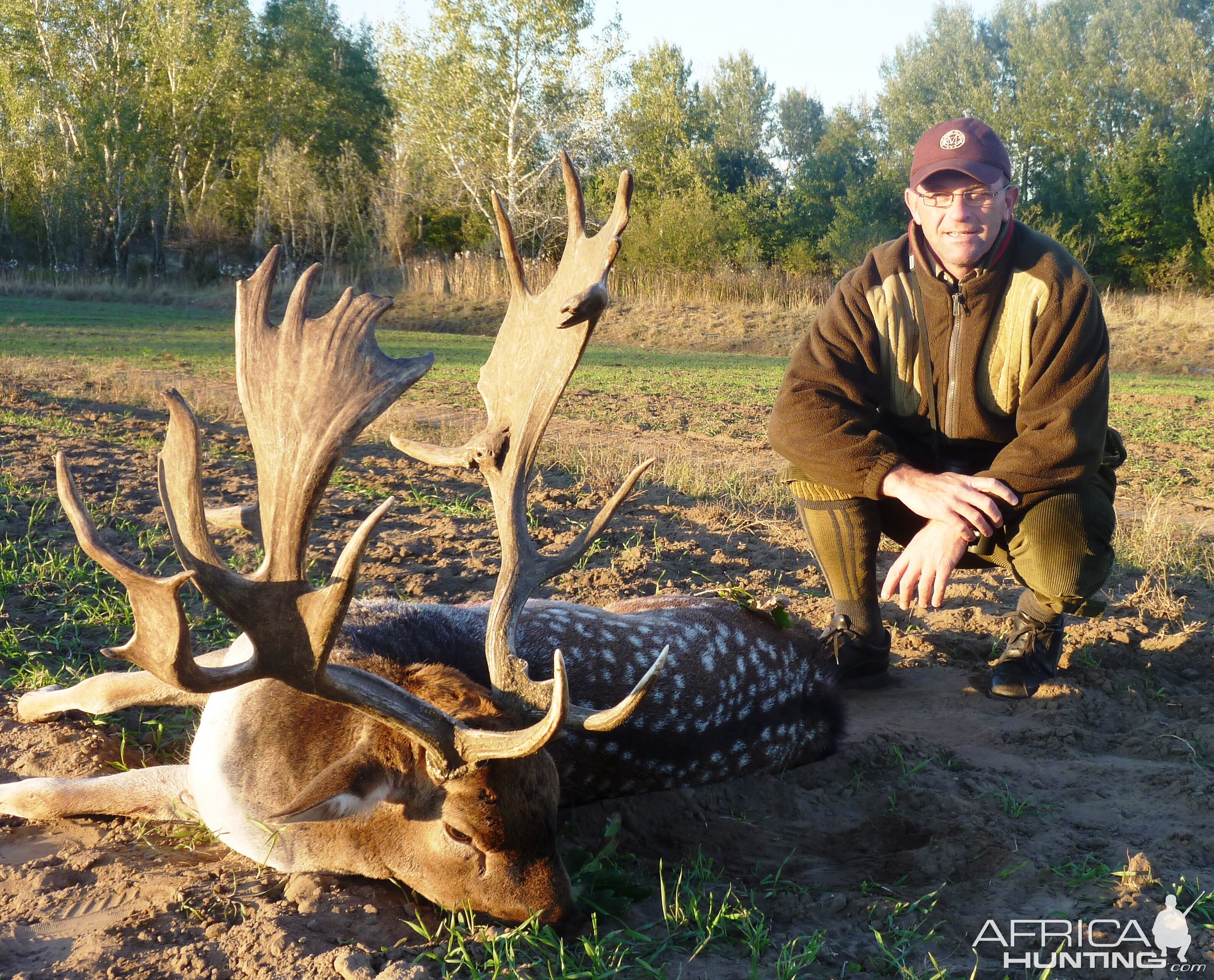 Fallow deer hunted in Hungary