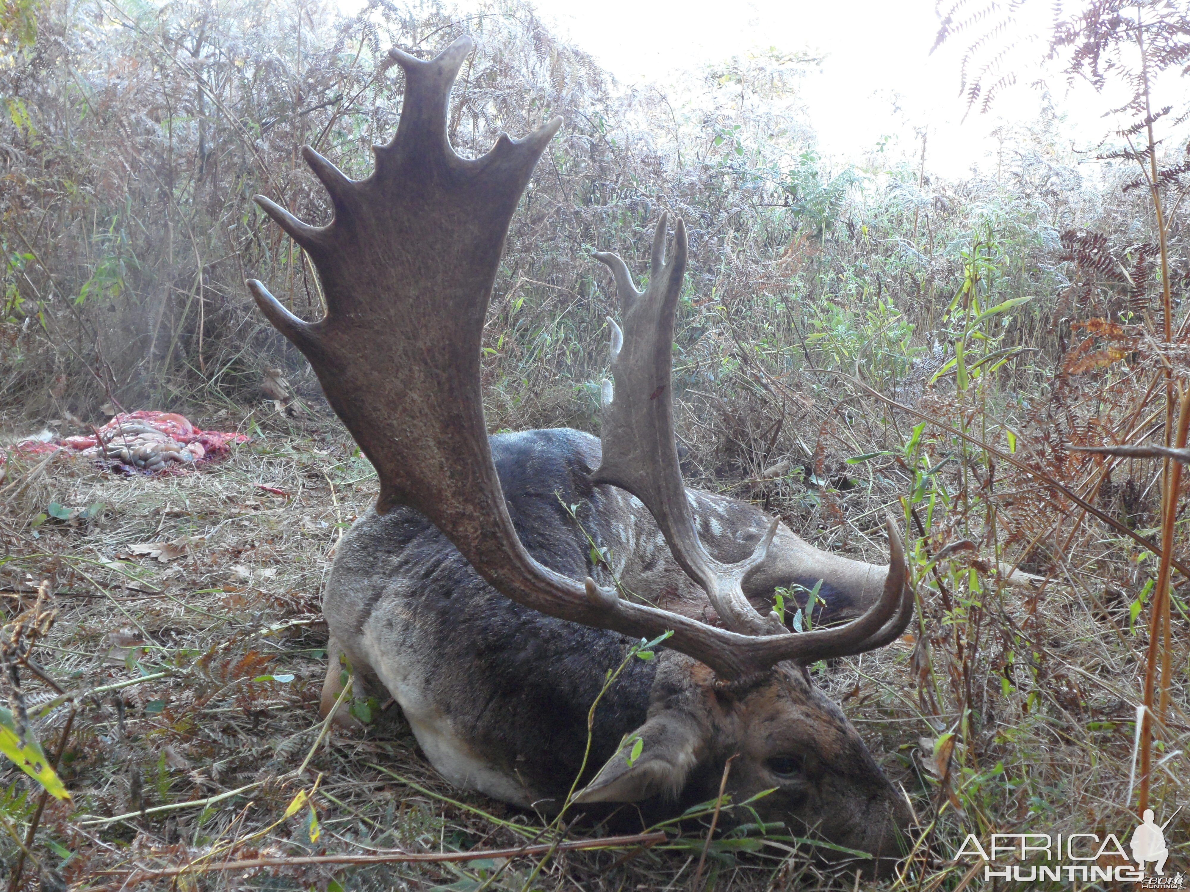 Fallow deer hunted in Hungary