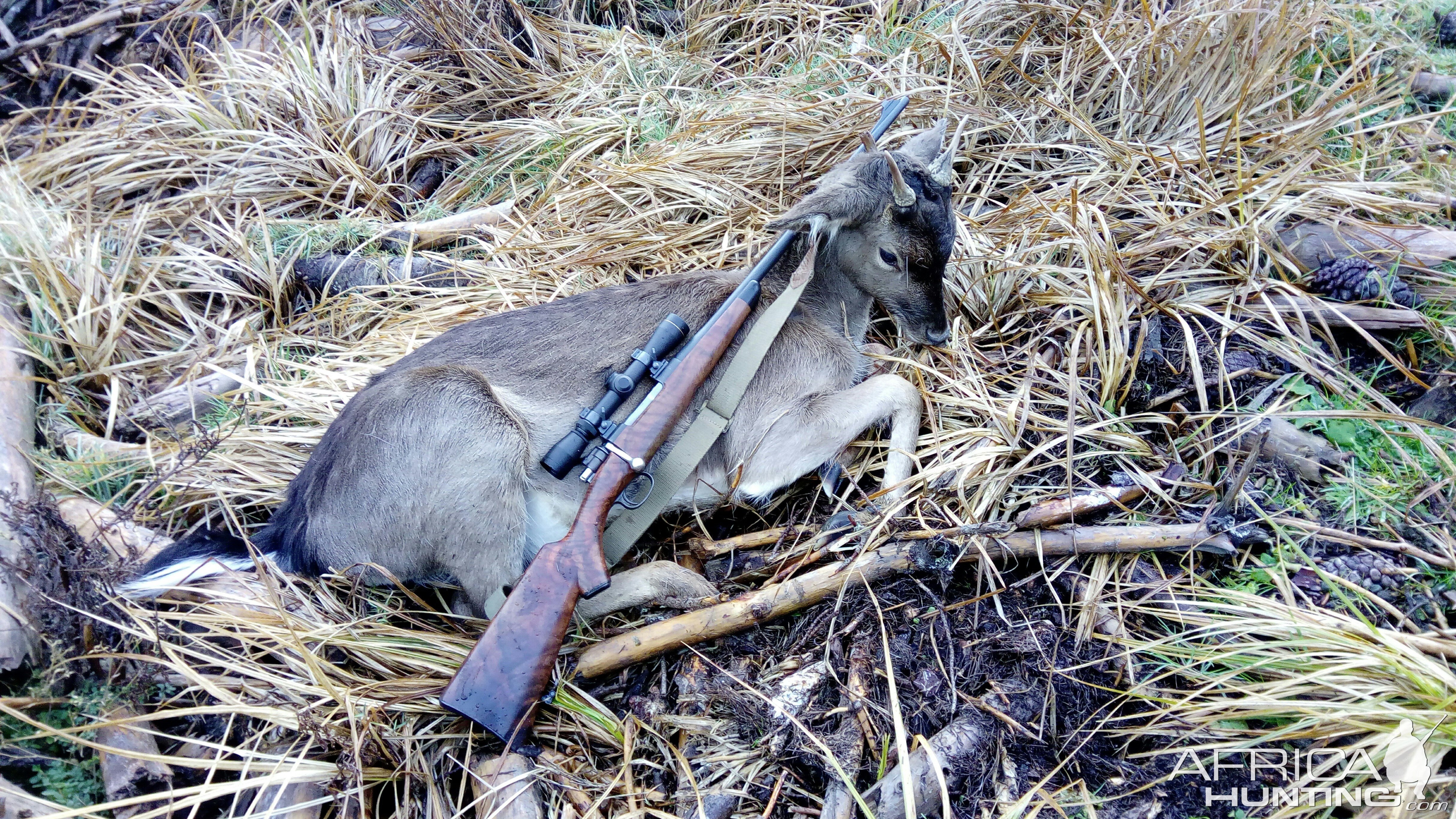 Fallow Deer Hunting New Zealand