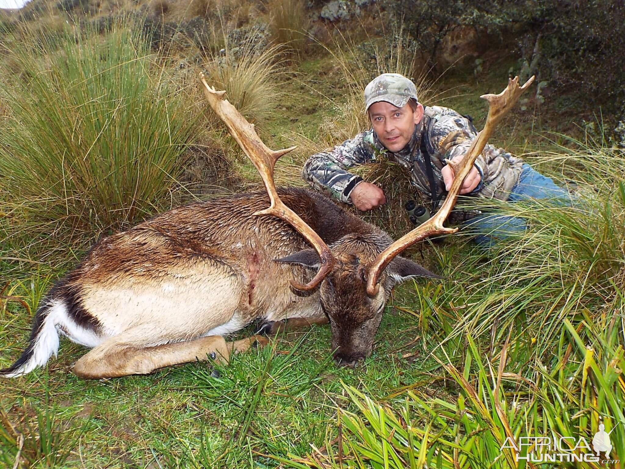 Fallow Deer Hunting New Zealand