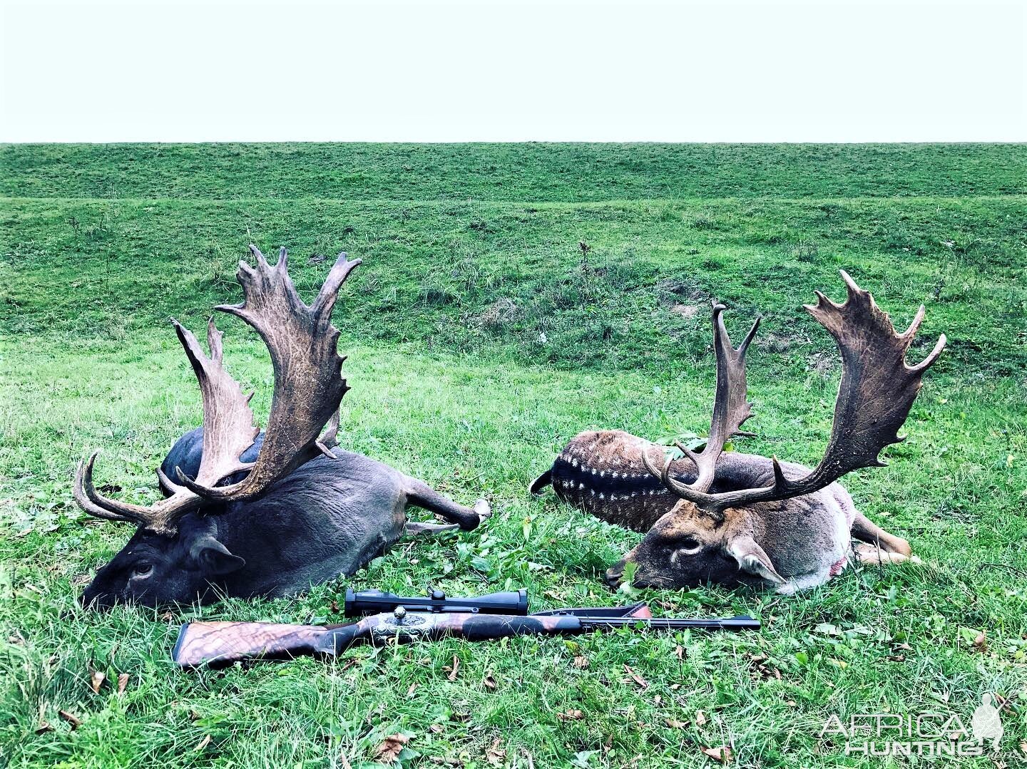 Fallow Deer Hunting Romania