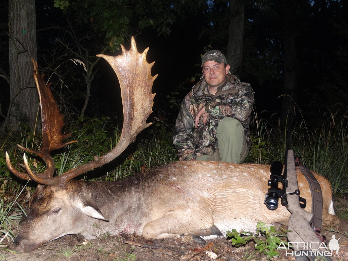 Fallow Deer Hunting Romania