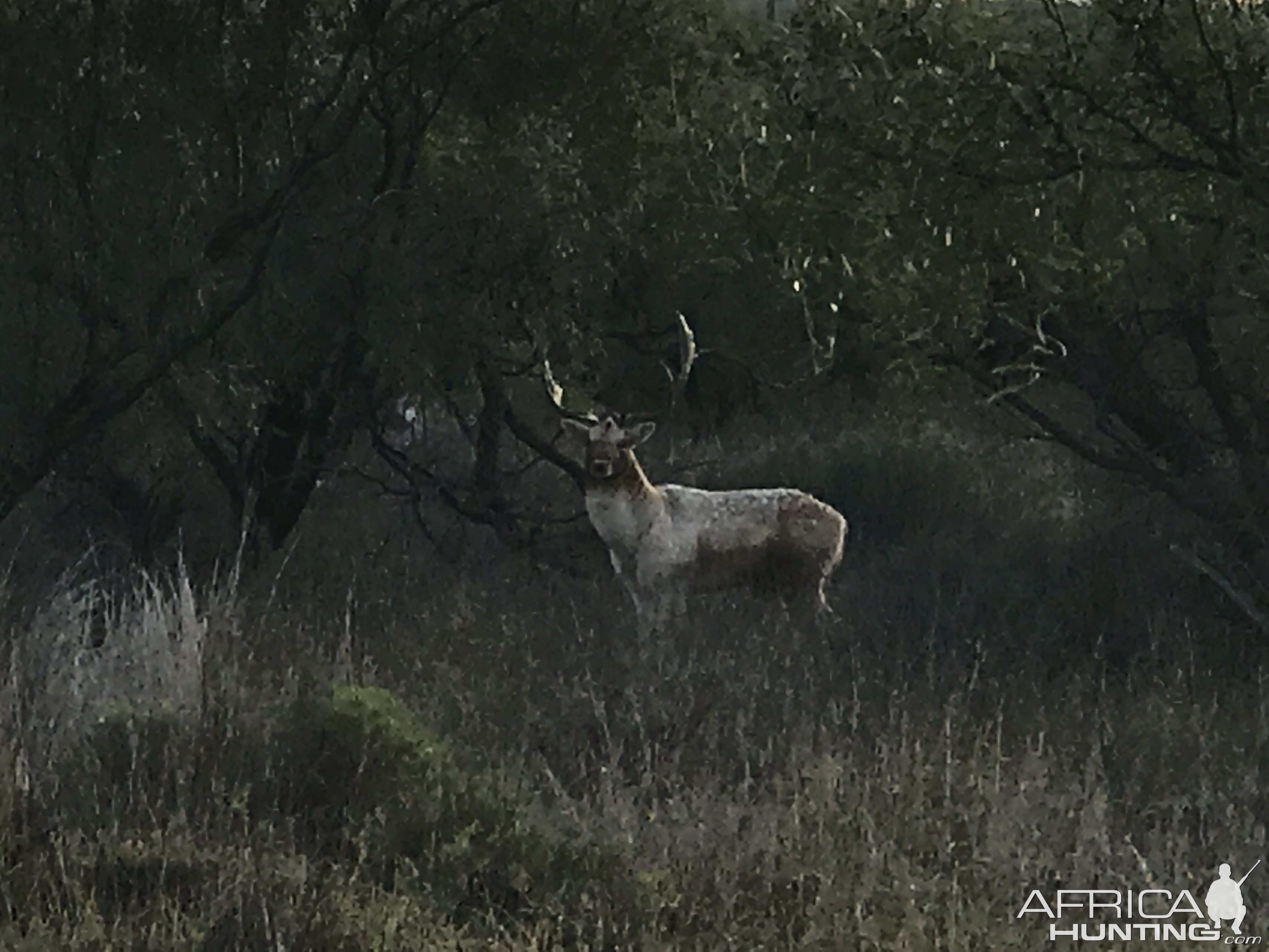 Fallow Deer in Texas USA