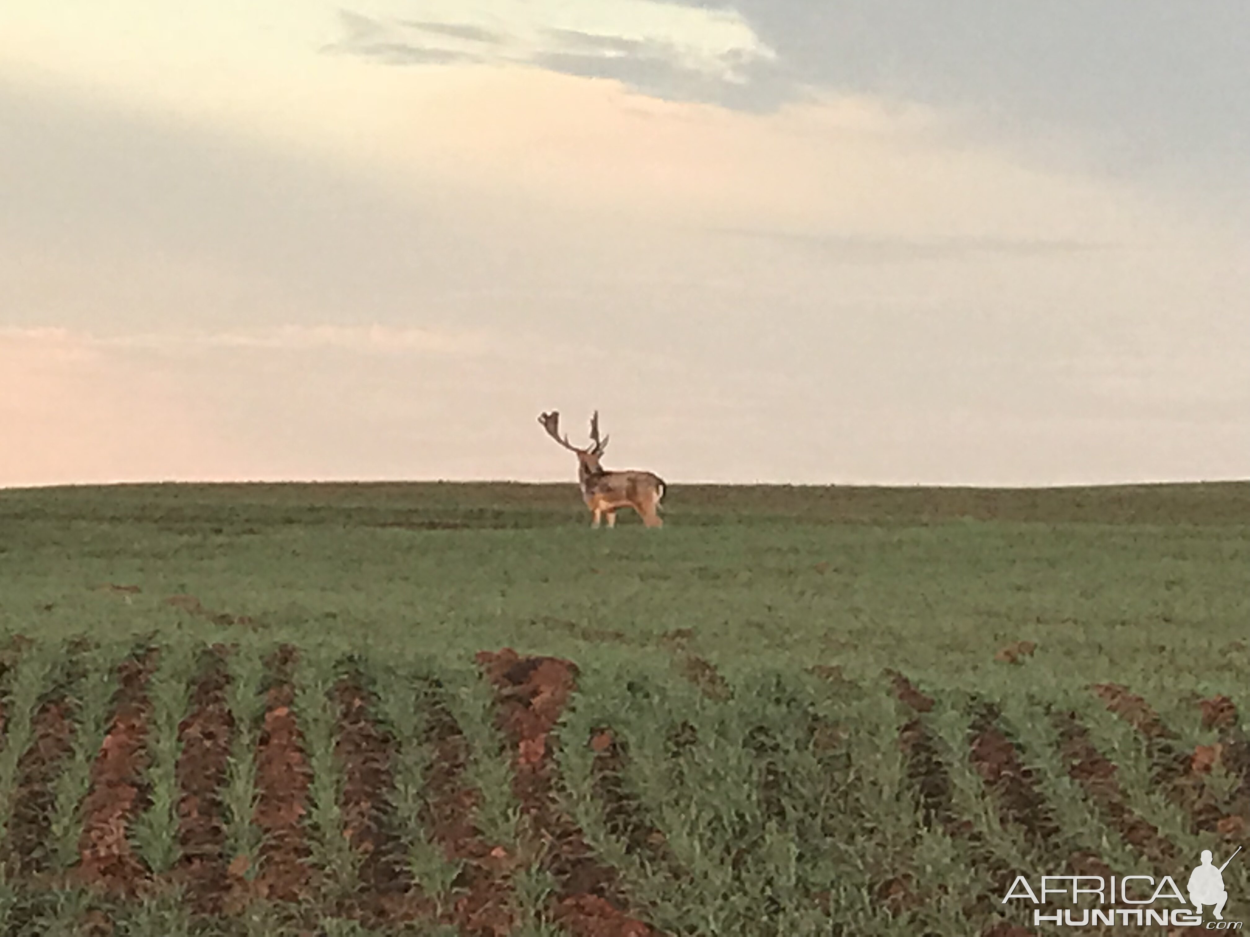 Fallow Deer in Texas USA