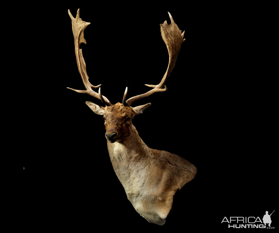 Fallow Deer Shoulder Mount Taxidermy